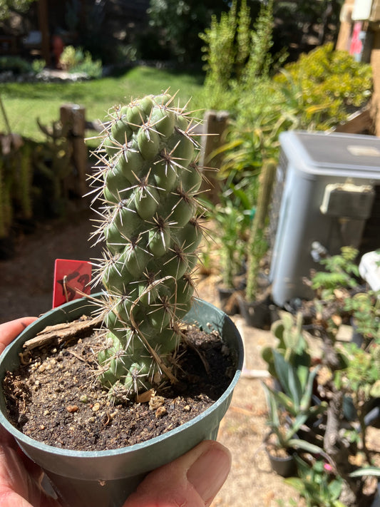 Cholla Cylindropuntia  Buckhorn  Cactus 5”Tall #52R