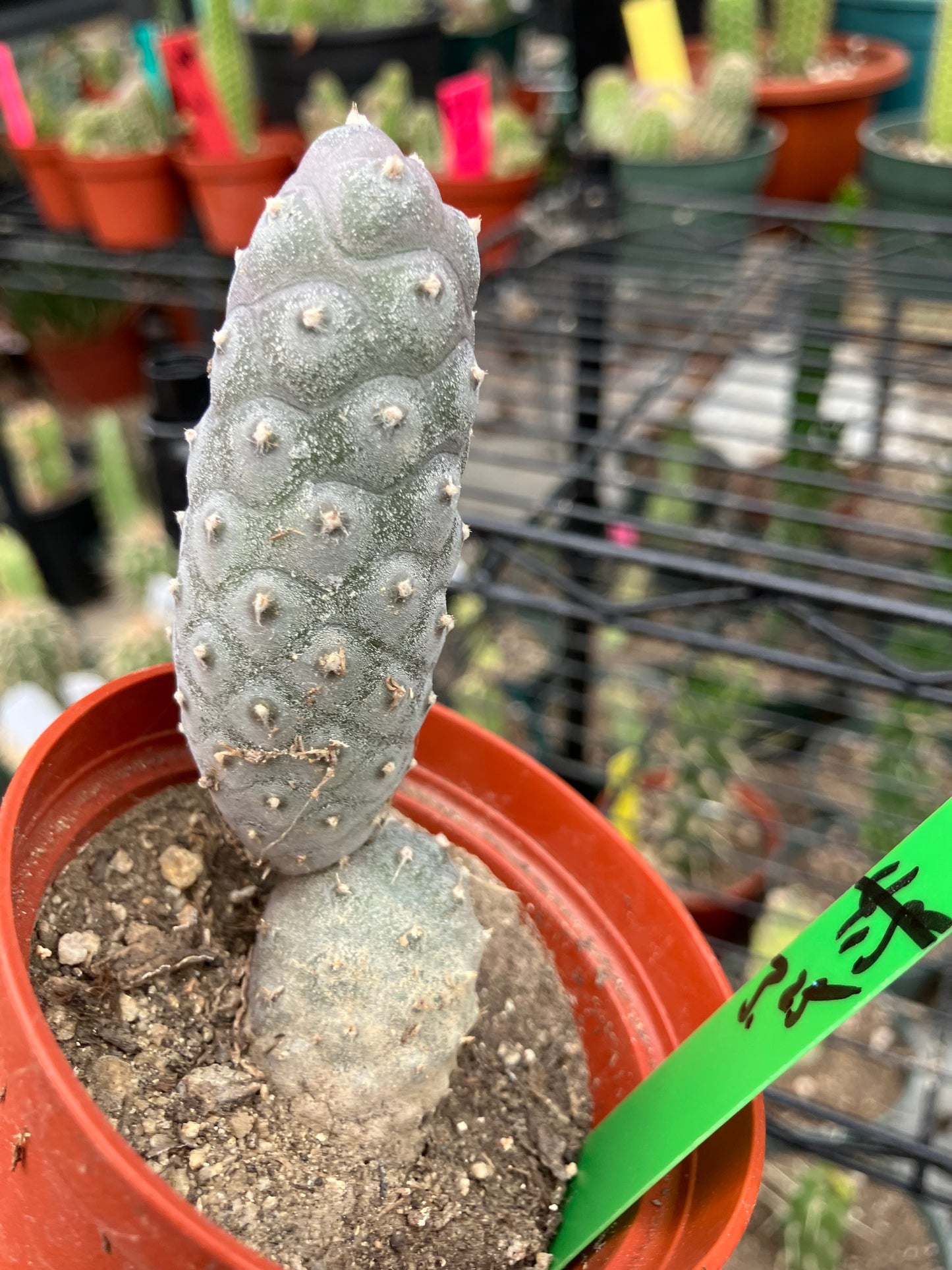 Pine Cone Cactus Tephrocactus~ articulatus var. diadematus Pinecone 3.25"Tall #20g