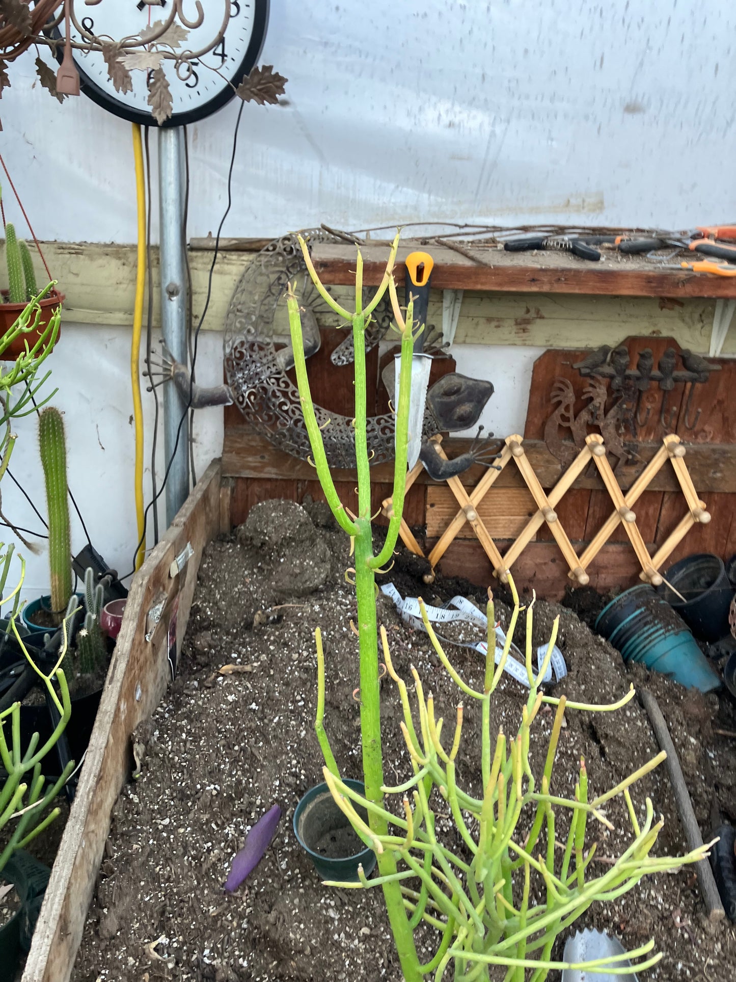 Euphorbia tirucalli Pencil Cactus/Succulent 27"Tall 12"Wide #10P