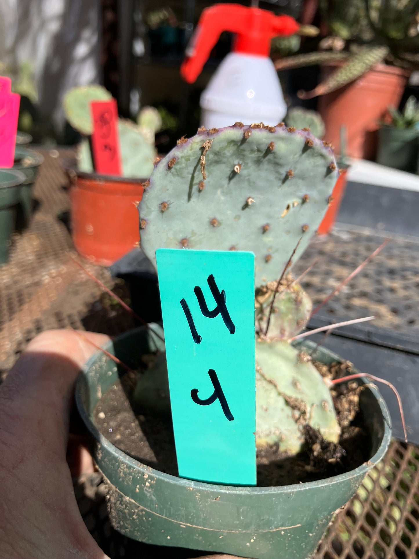 Opuntia Santa Rita Purple Prickly Pear Cactus 4”Tall #14G