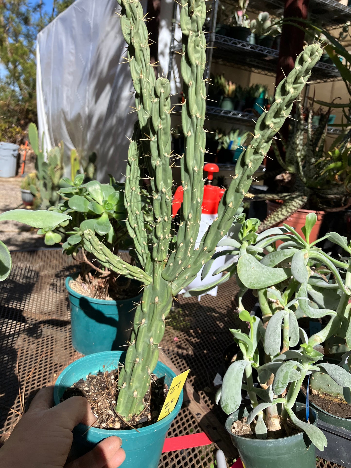 Cholla Cylindropuntia Buckhorn 27”Tall #27Y