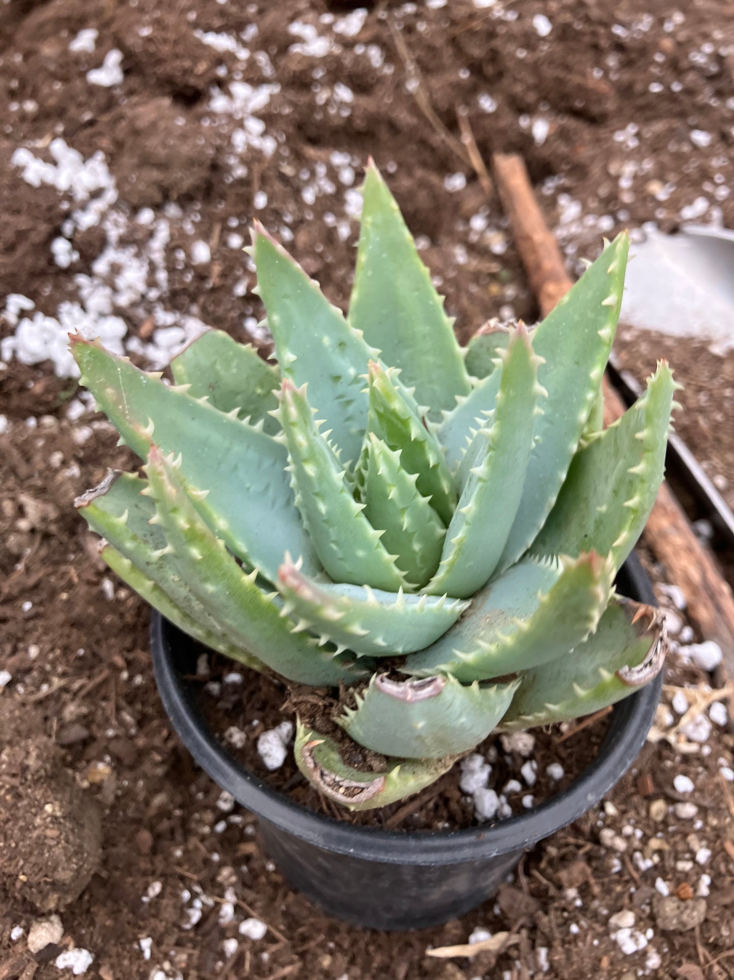 Aloe Brevifolia Short Leaf Aloe Succulent 5" Wide #18B