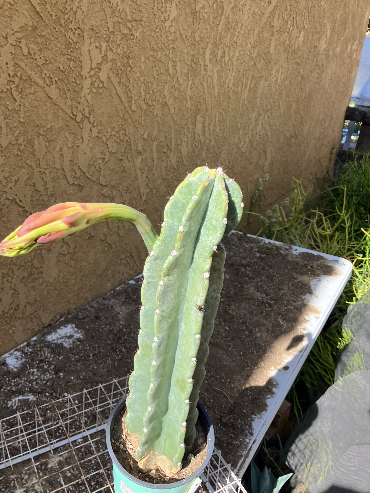 Cereus Peruvianus Night Blooming 17”Tall