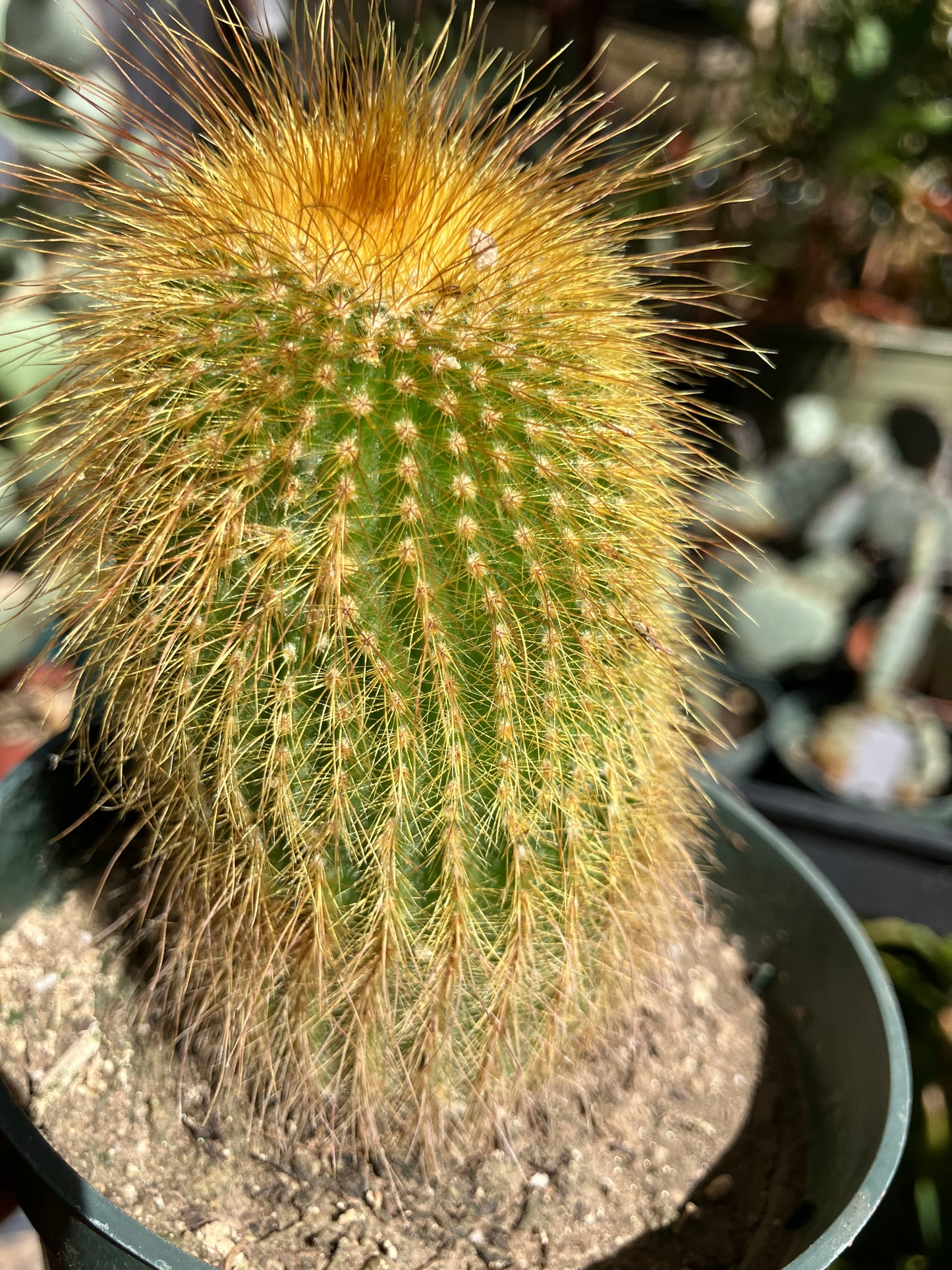 Notocactus leninghausii 4"Tall Cactus #200G