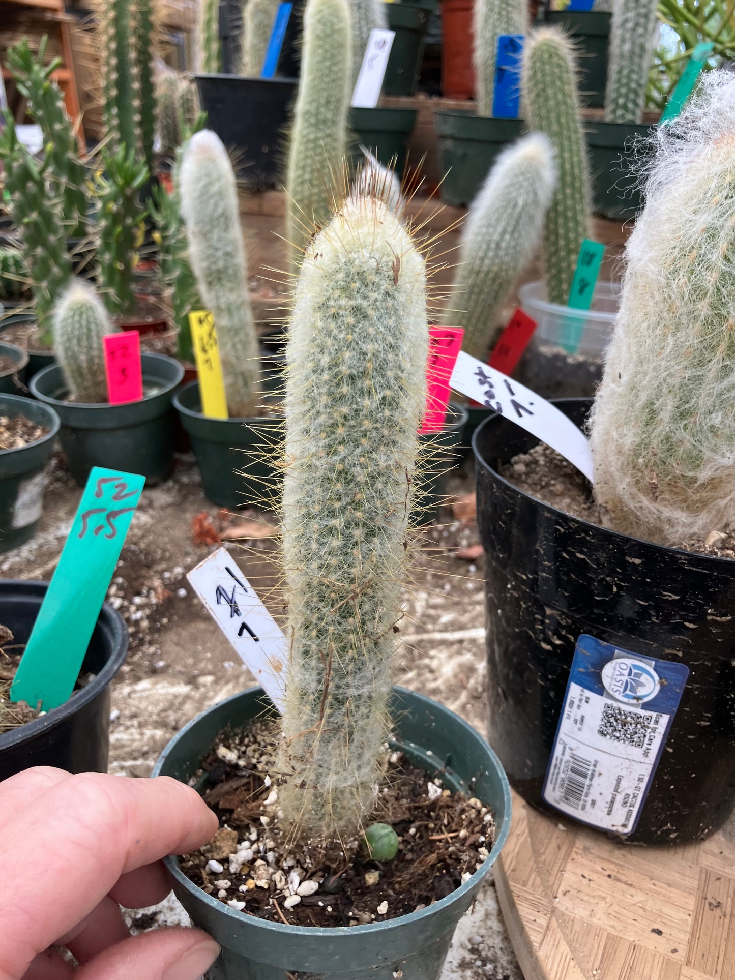 Oreocereus doelzianus Old Woman, Old Man Cactus 7"Tall #21W