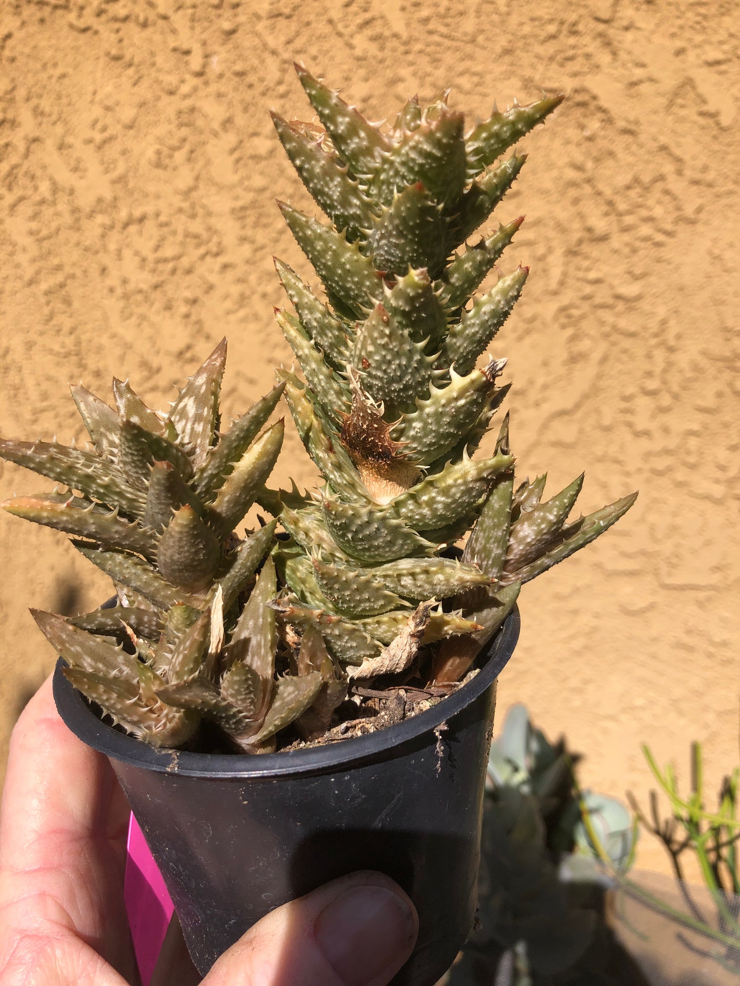 Aloe juvenna Tiger Tooth 5"Tall #52P
