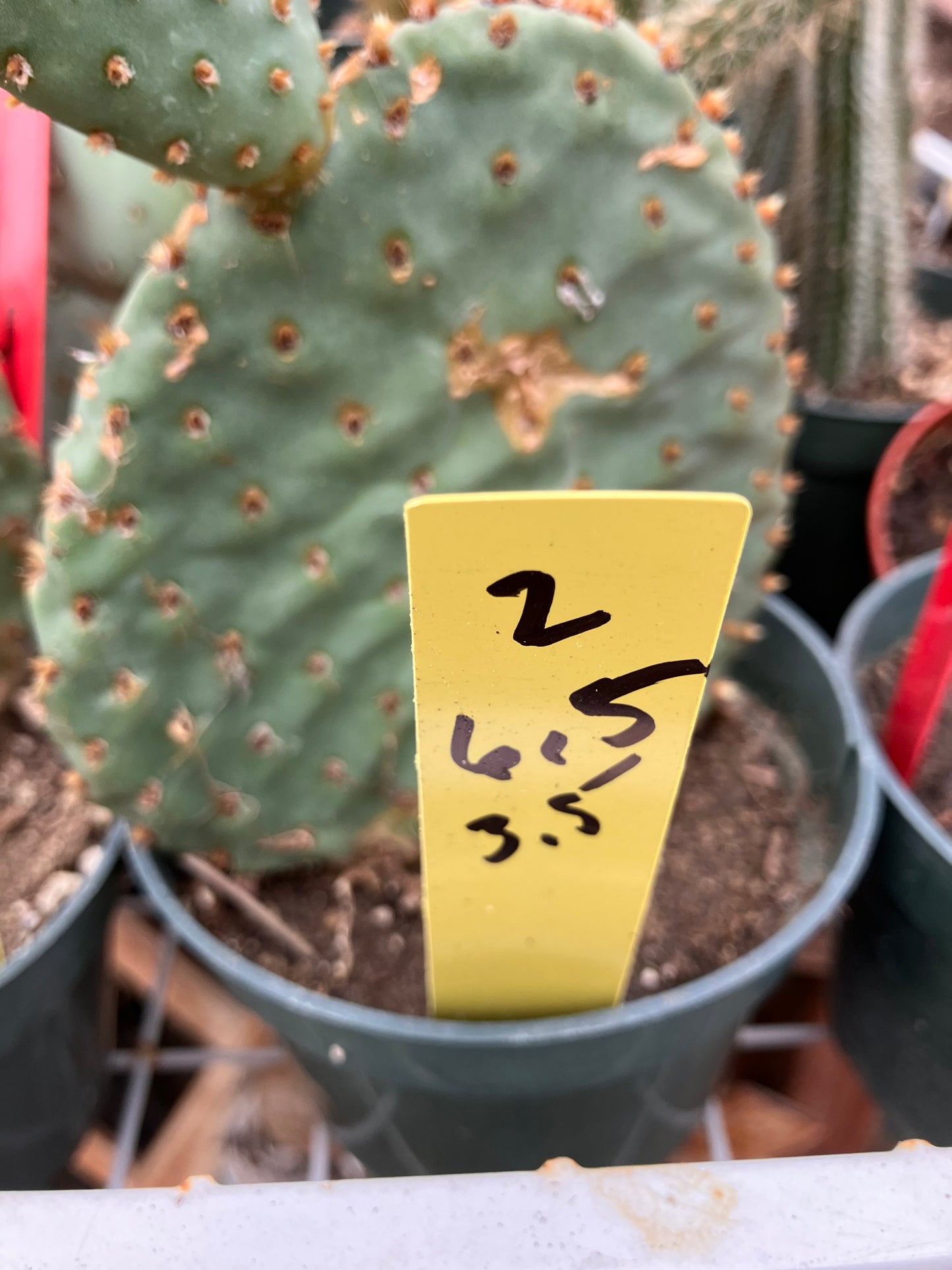 Opuntia ‘Orange Chiffon’ 6.5”Tall 3.5”Wide #2y
