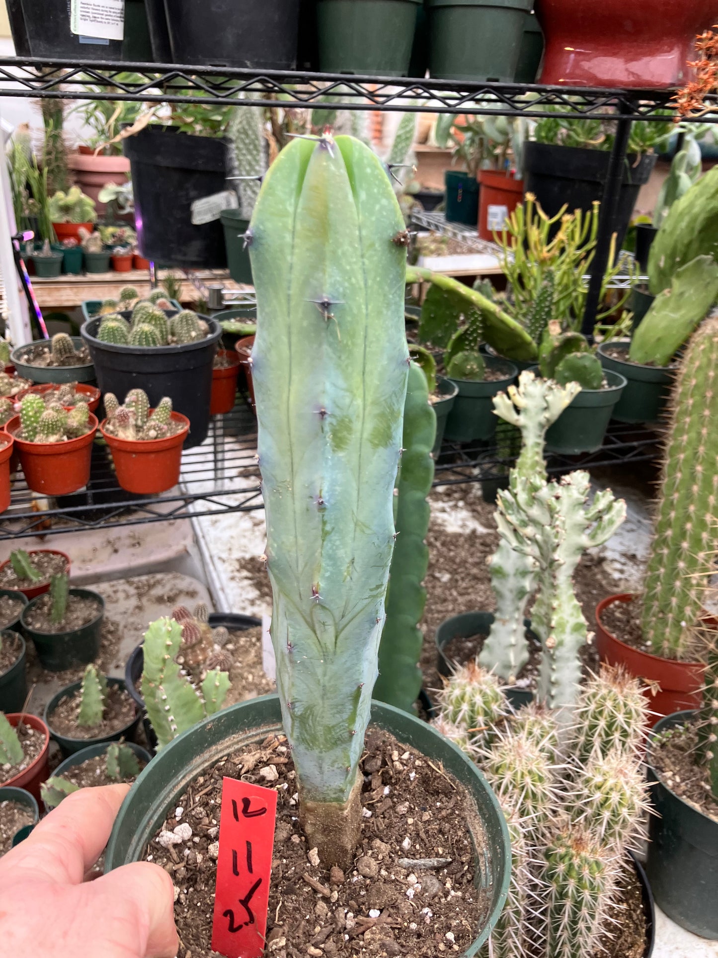 Myrtillocactus cochal Candelabra Cactus 11"Tall 2.5" Wide #12R