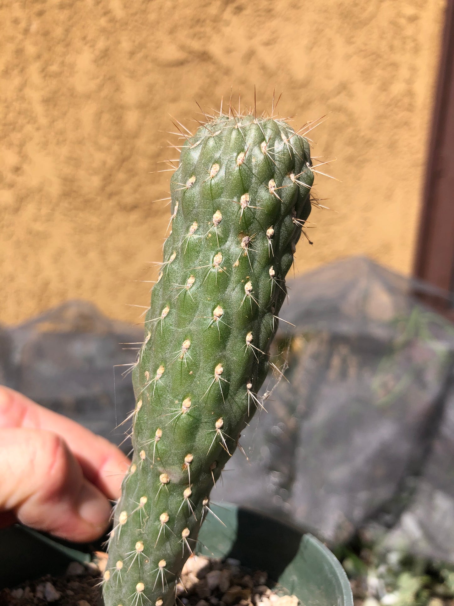 Cylindropuntia fulgida Cholla Boxing Glove Cactus Crest 5"Tall #1W