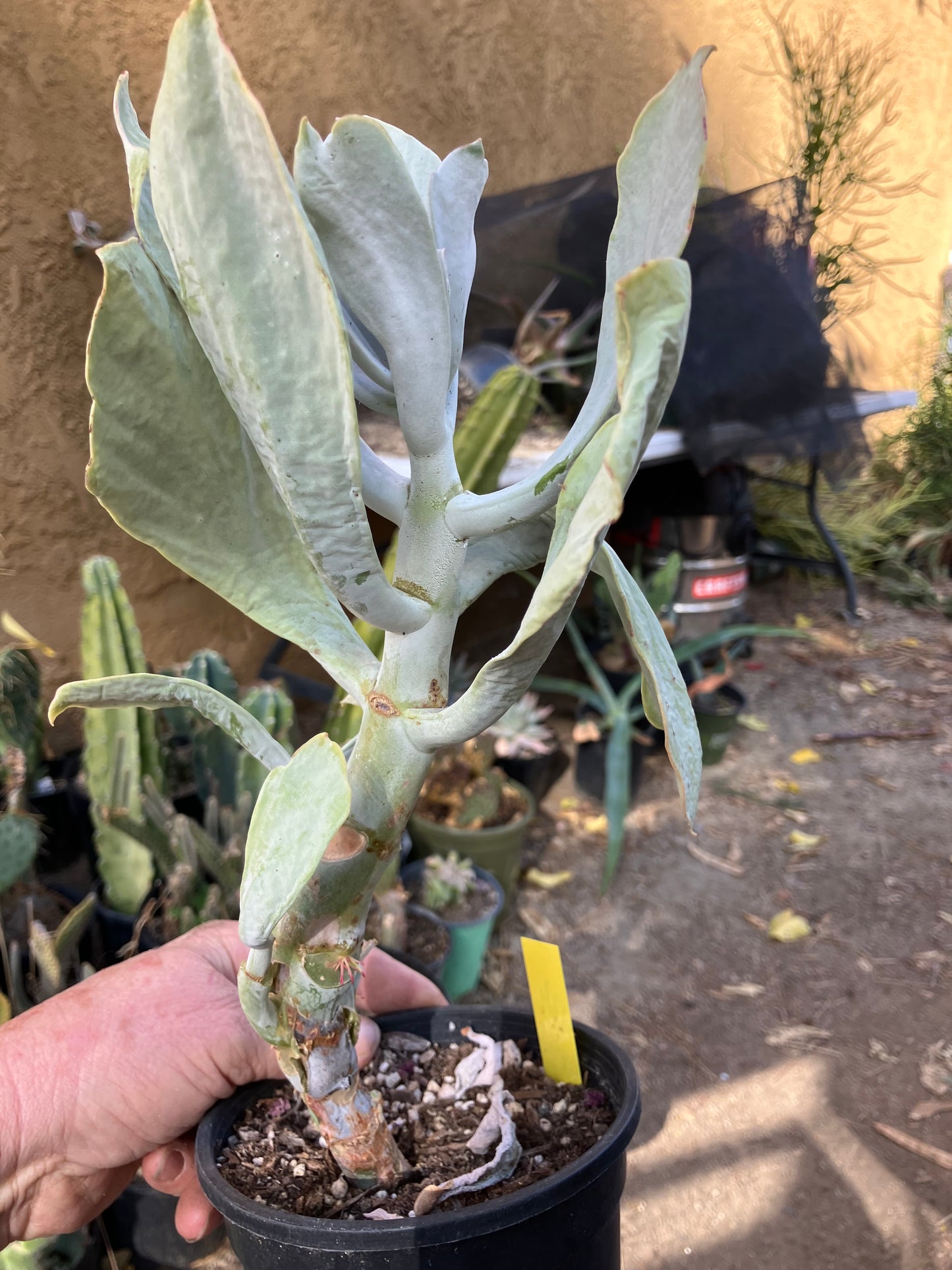 Cotyledon Silver Waves Succulent 12"Tall #126Y