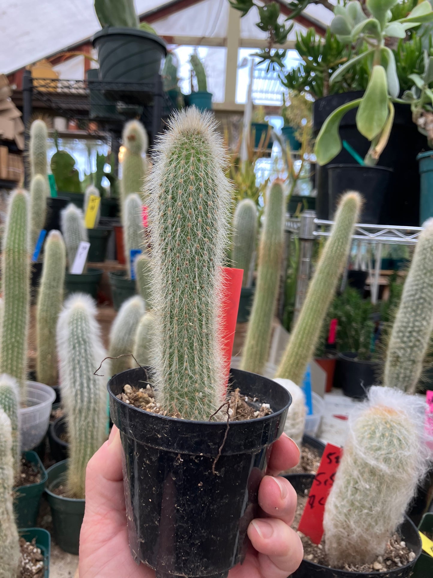 Cleistocactus tupizensis Silver Pole/Torch Cactus 5.5”Tall #82R