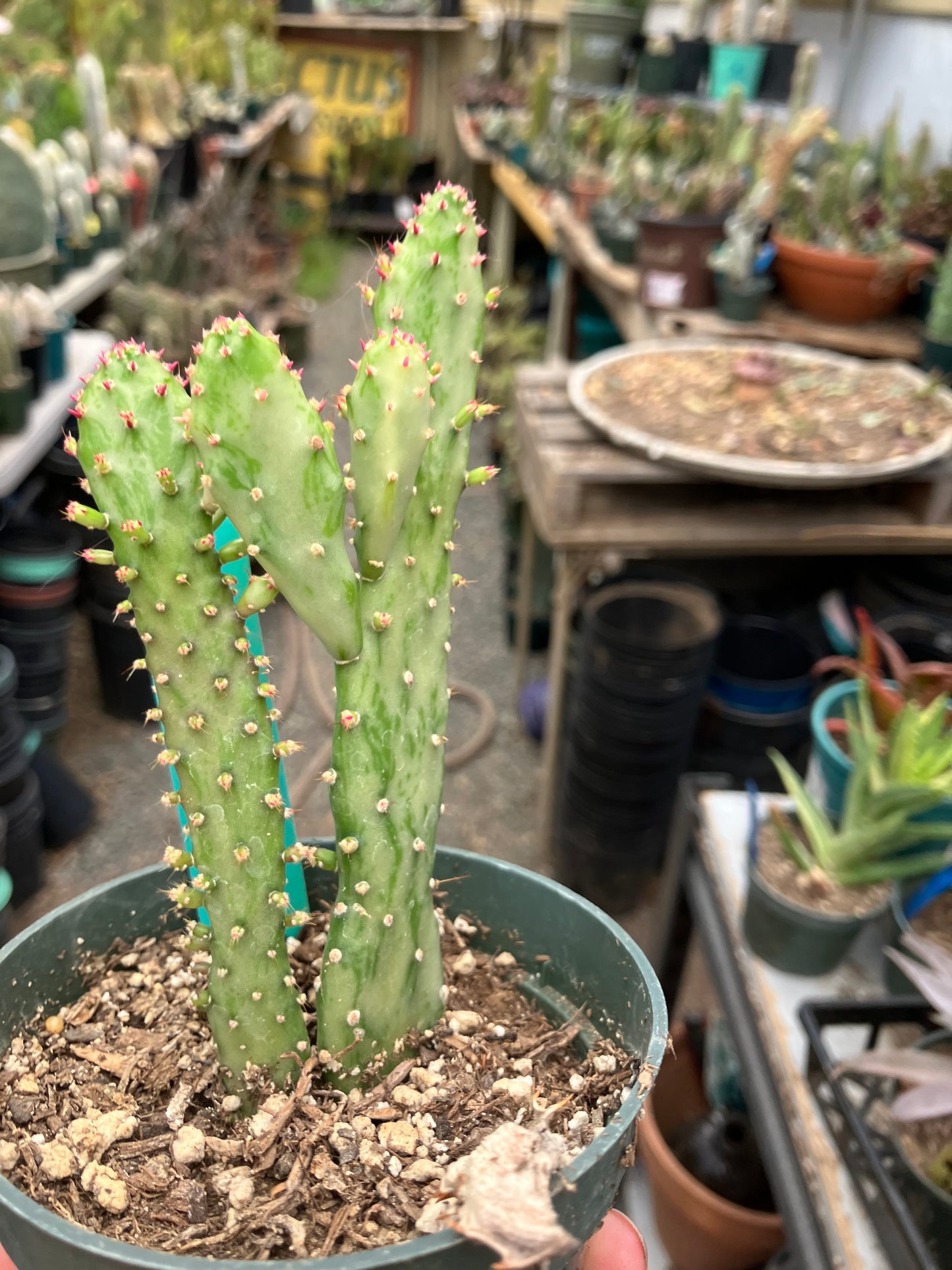 Opuntia monacantha "Joseph's Coat" Cactus 5"Tall #304G