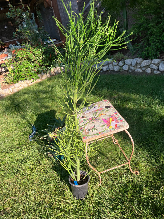 Euphorbia tirucalli Pencil Cactus/Succulent 51"Tall 20"Wide #510B