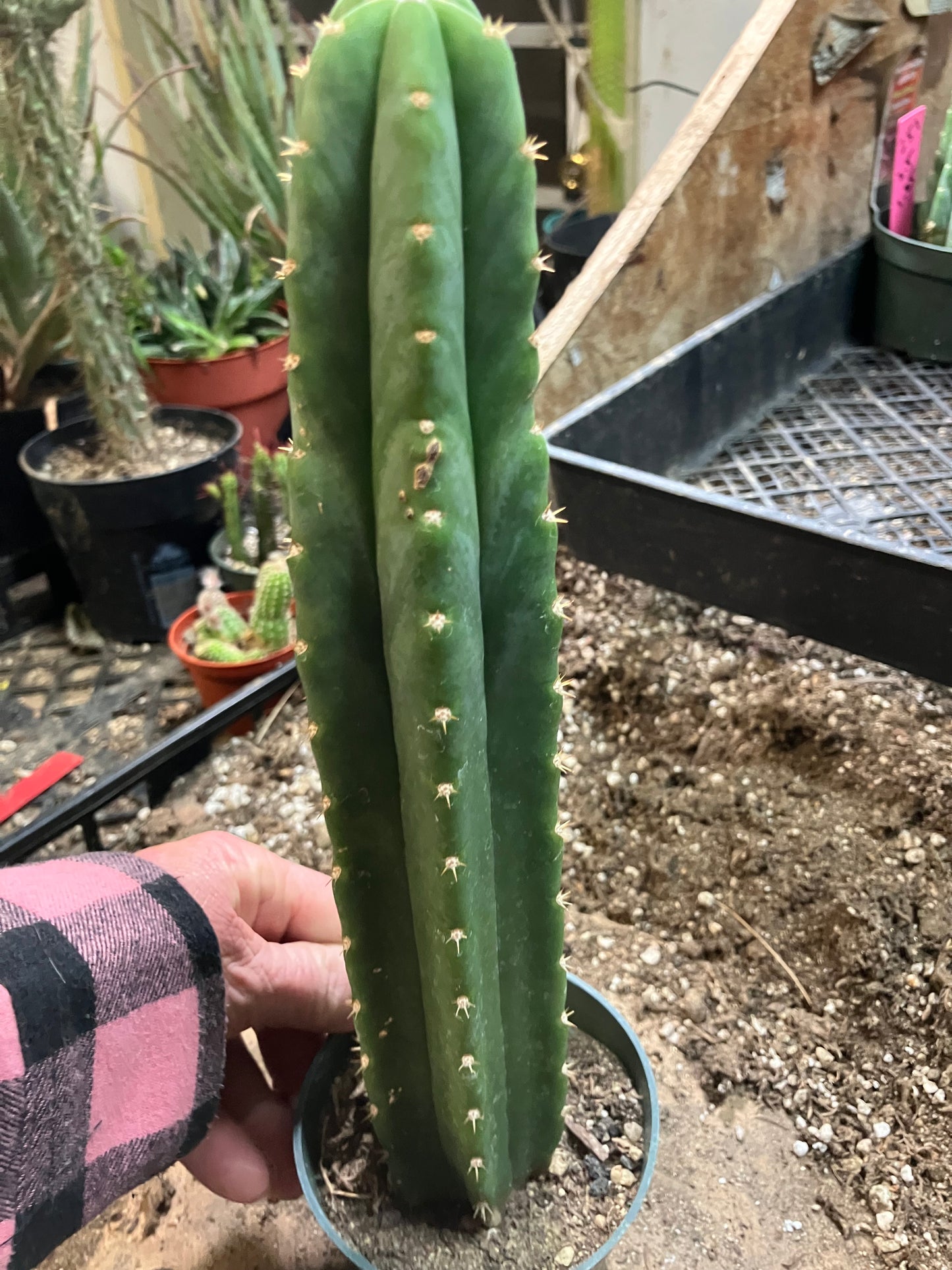 San Pedro Cactus - Trichocereus pachanoi 11"Tall #81W