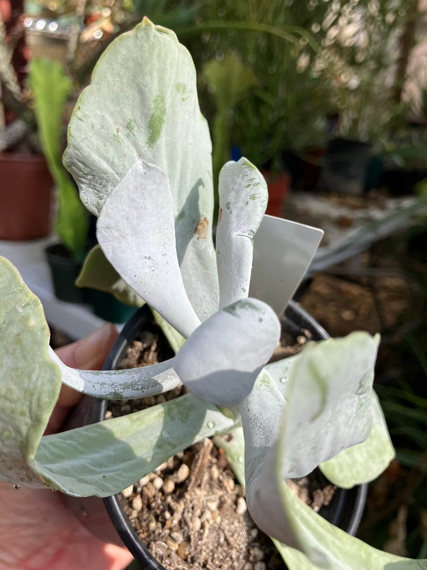 Cotyledon Silver Waves Succulent 5.5"Tall #27W