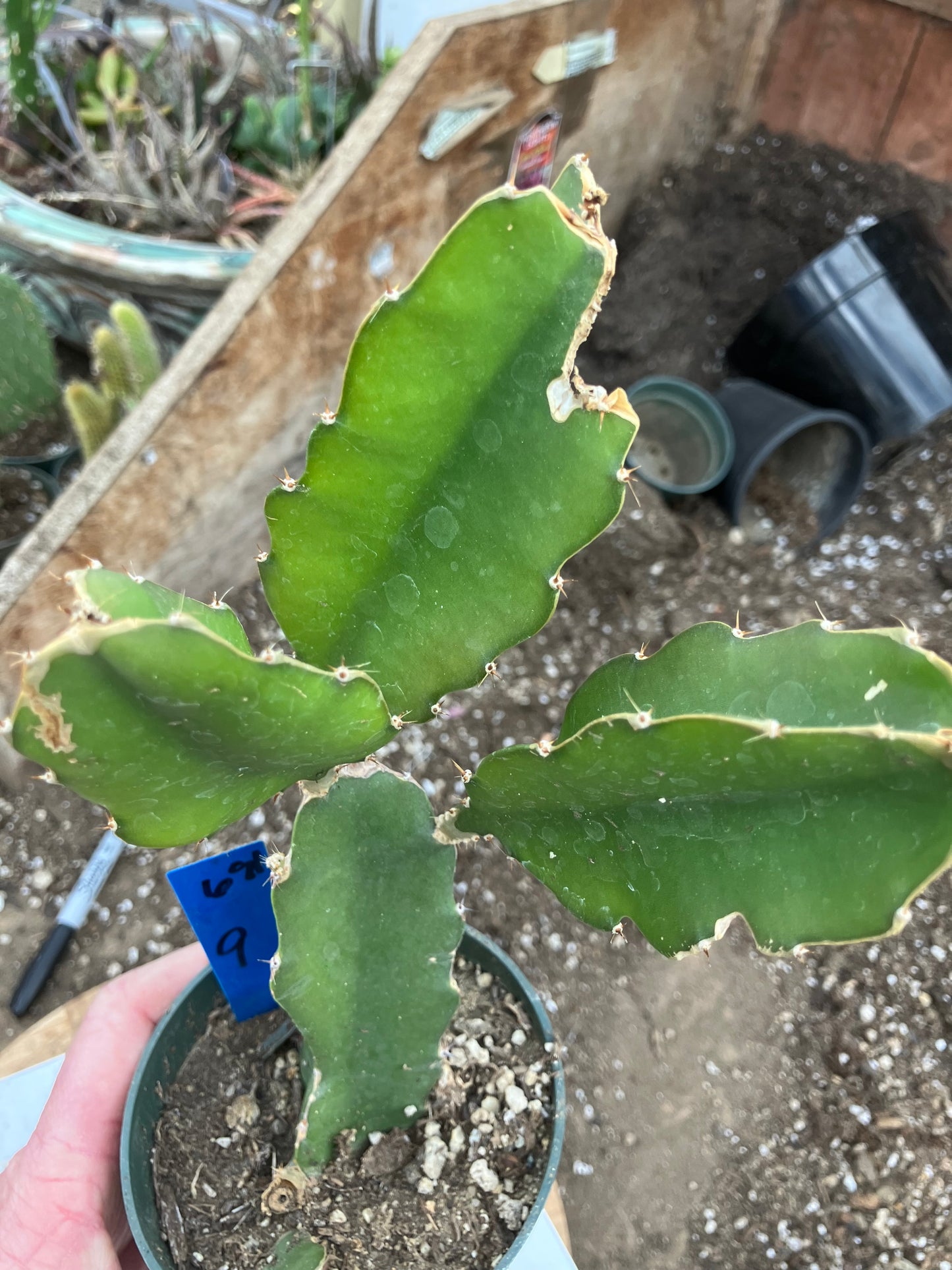 Dragon Fruit Plant Rooted Pitaya or Pitahaya 9" Tall #68B