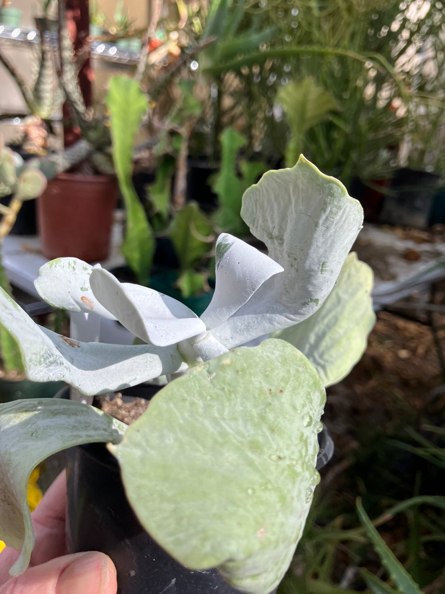 Cotyledon Silver Waves Succulent 5.5"Tall #27W