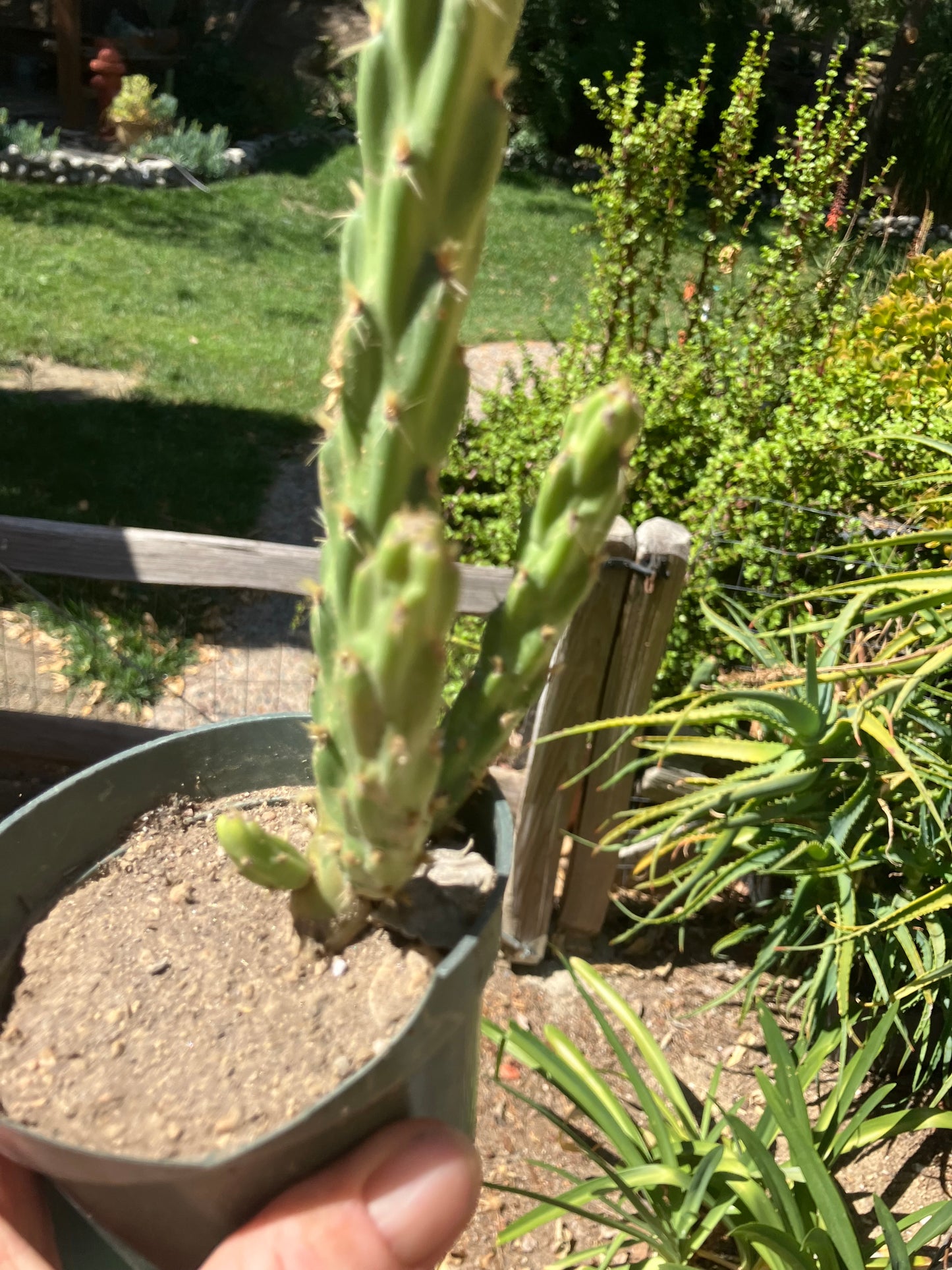 Cholla Cylindropuntia Buckhorn Cactus 16”Tall #61G