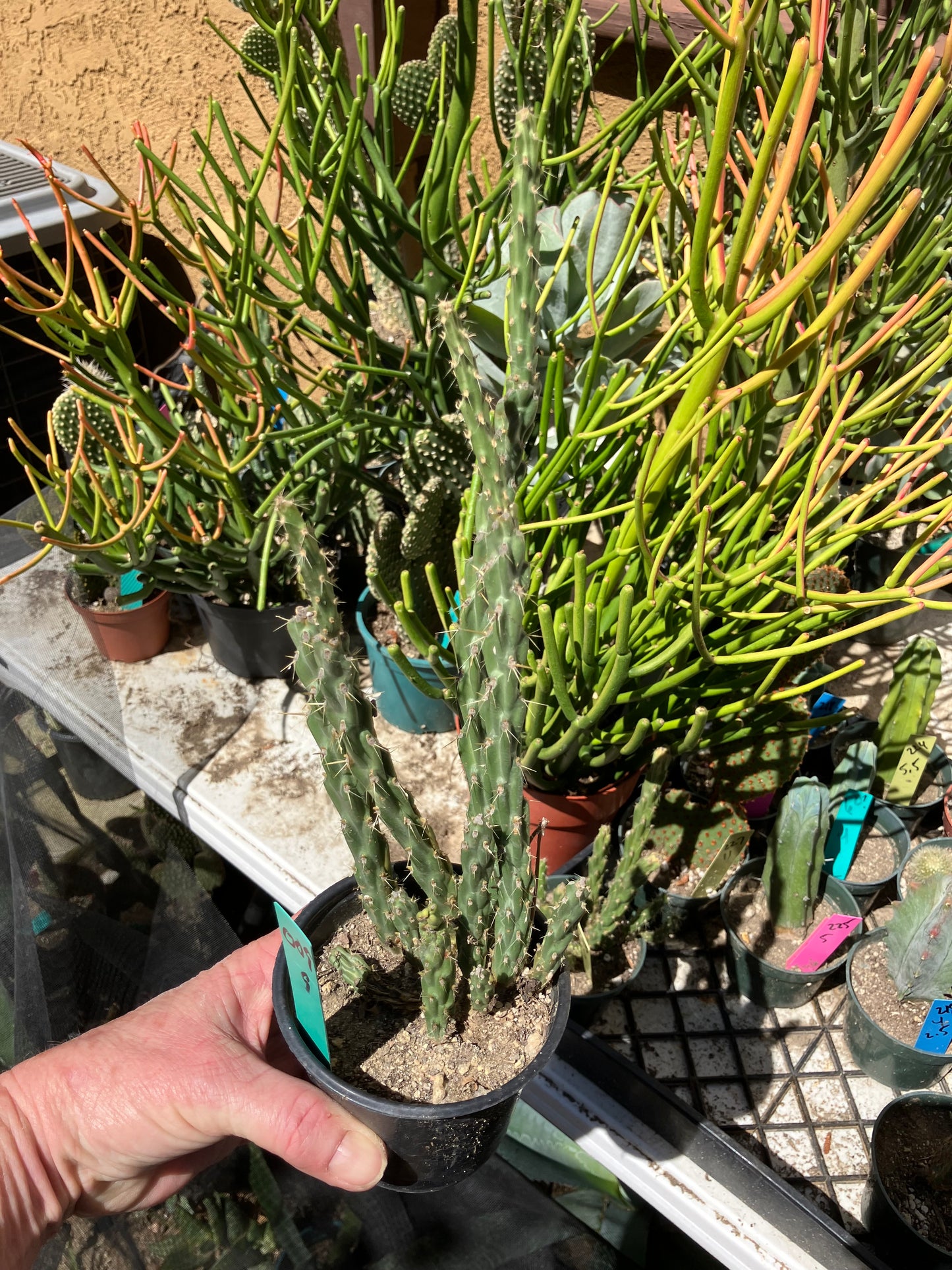 Cholla Cylindropuntia Buckhorn Cactus 9”Tall #009G