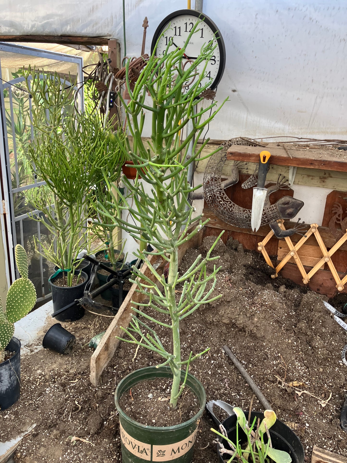 Euphorbia tirucalli Fire Stick 36"Tall 11"Wide #7G