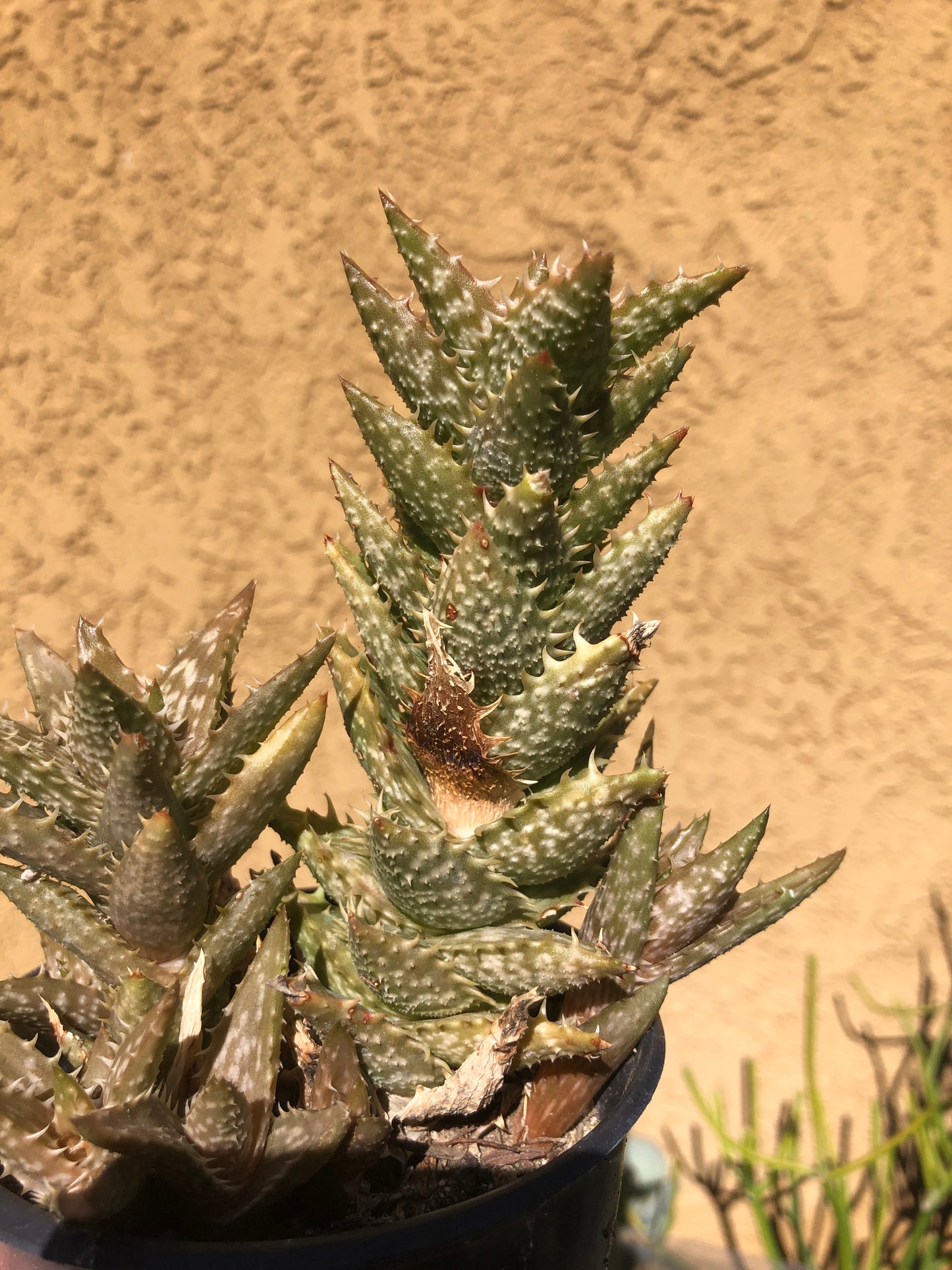 Aloe juvenna Tiger Tooth 5"Tall #52P