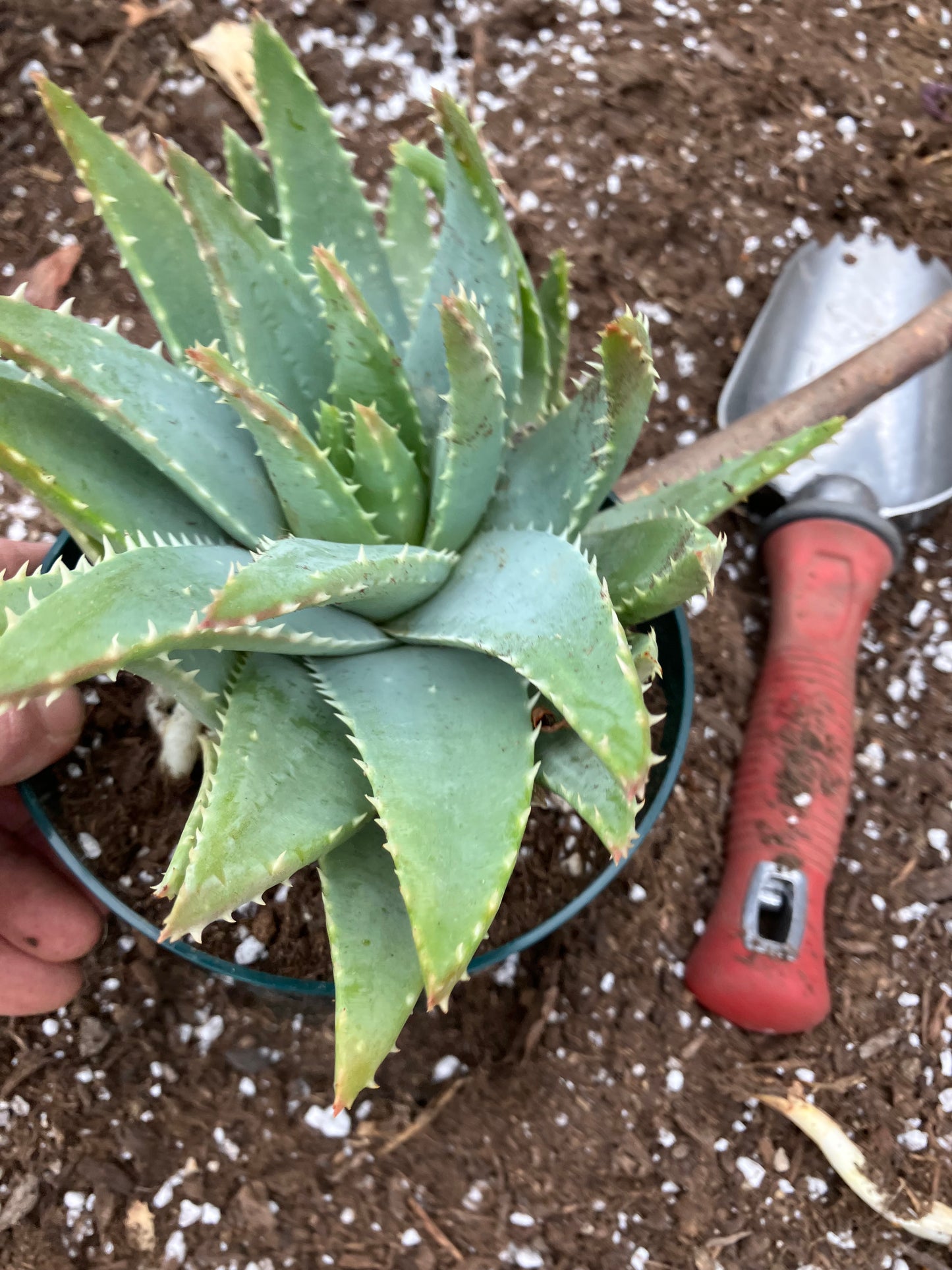 Aloe maculata Soap Aloe 8"Wide Succulent Cactus #8G