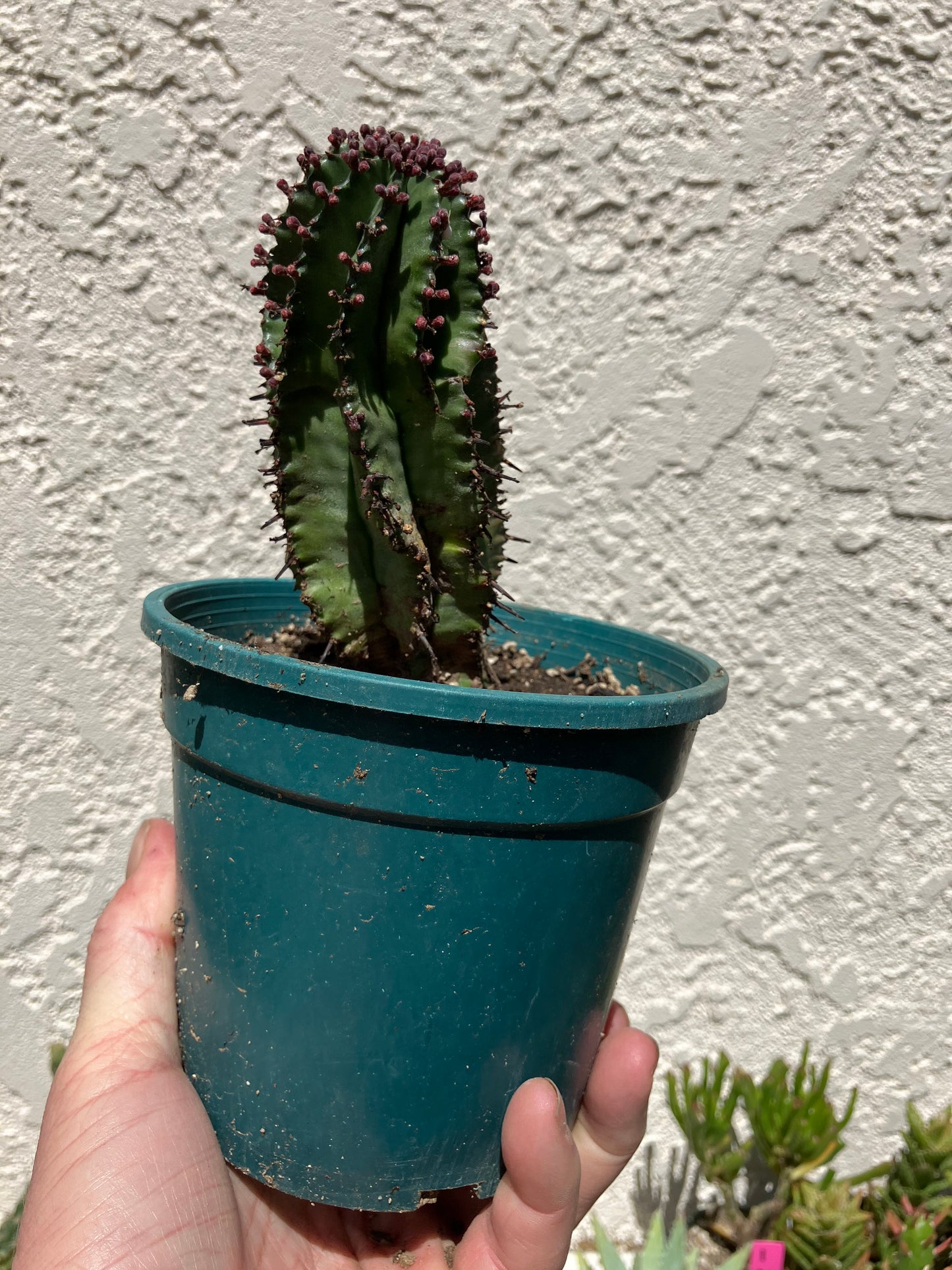 Euphorbia anoplia Green Tanzanian Zipper 5"Tall #15B