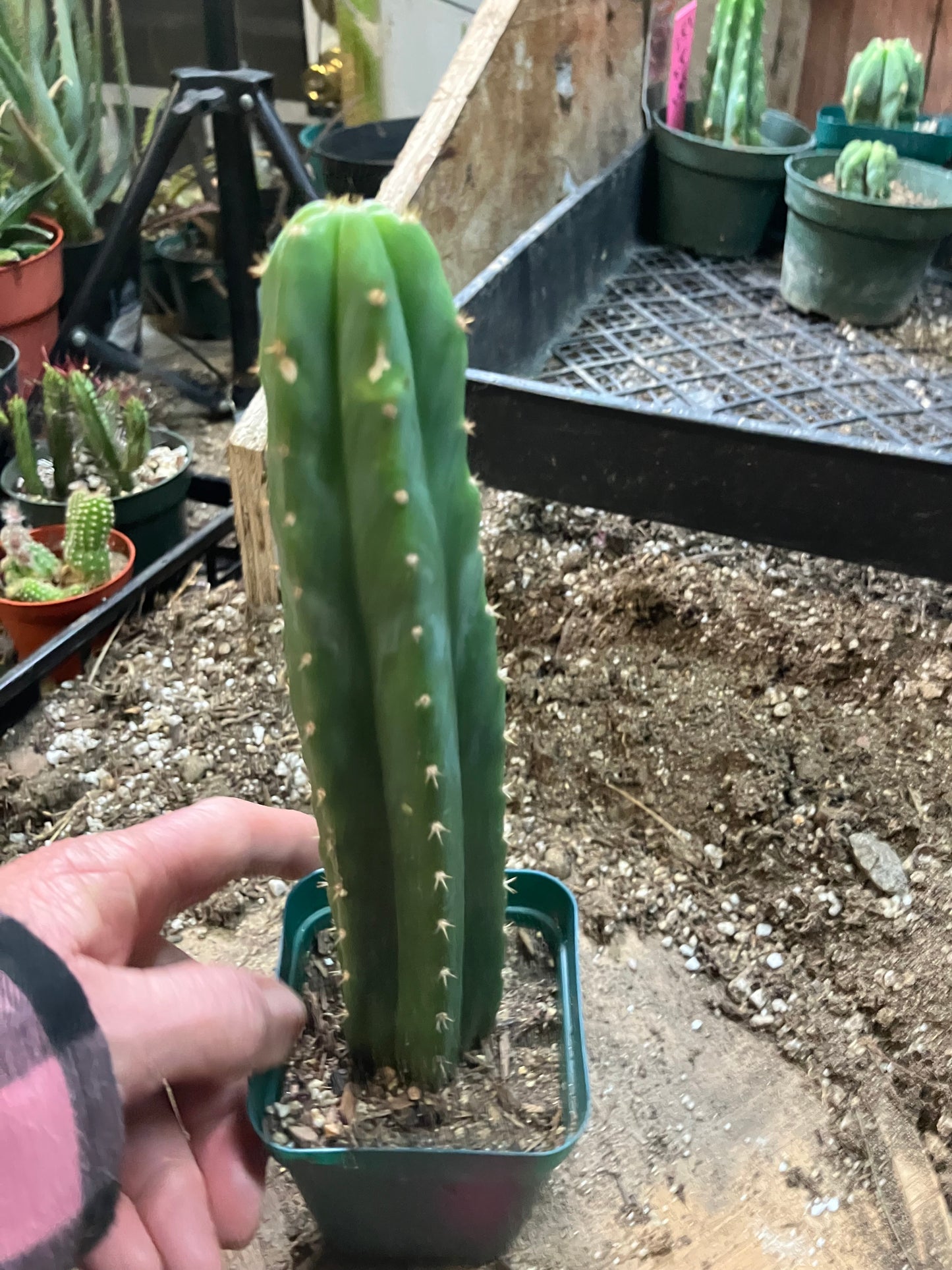 San Pedro Cactus - Trichocereus pachanoi 8.5"Tall #721P