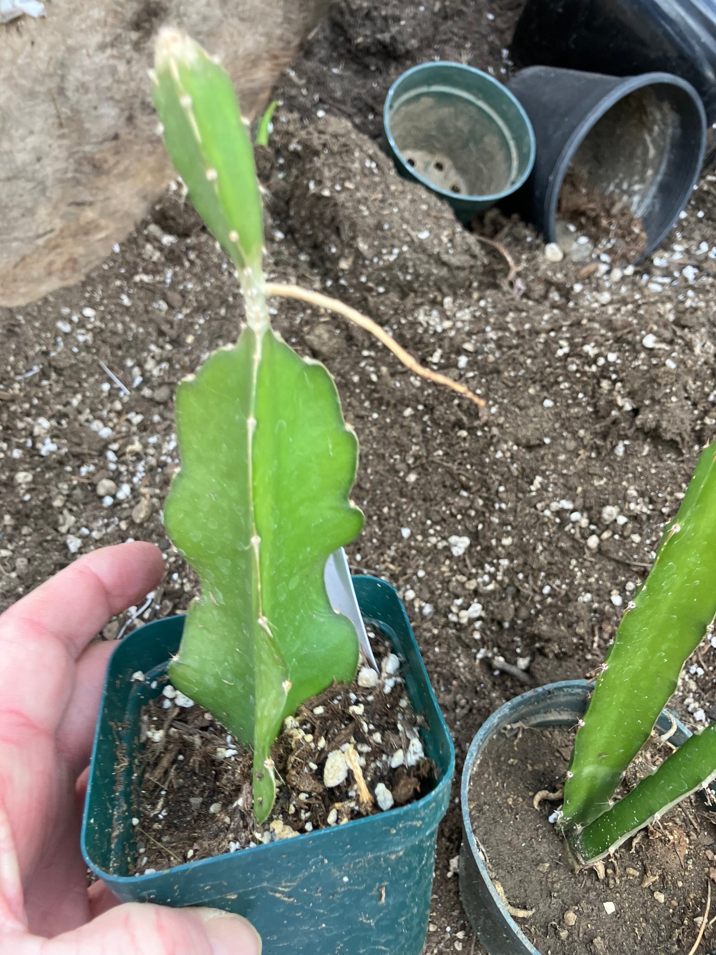 Dragon Fruit Plant Rooted Pitaya or Pitahaya 7" Tall #7W