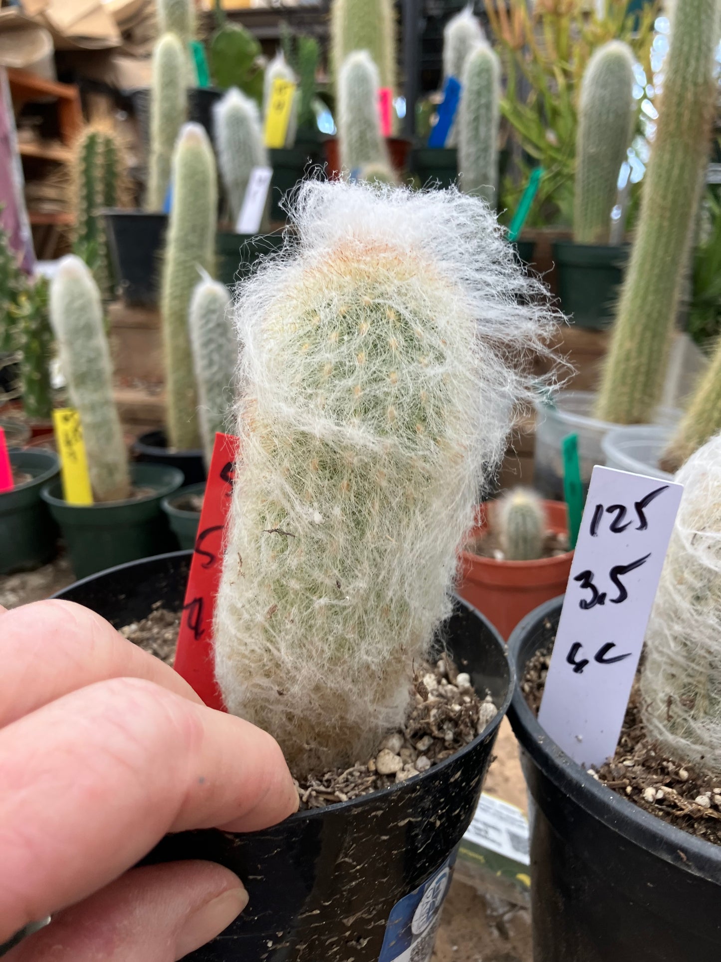 Espostoa lanata Old Man of the Mountain 5.5"Tall 9"Circumference #521R