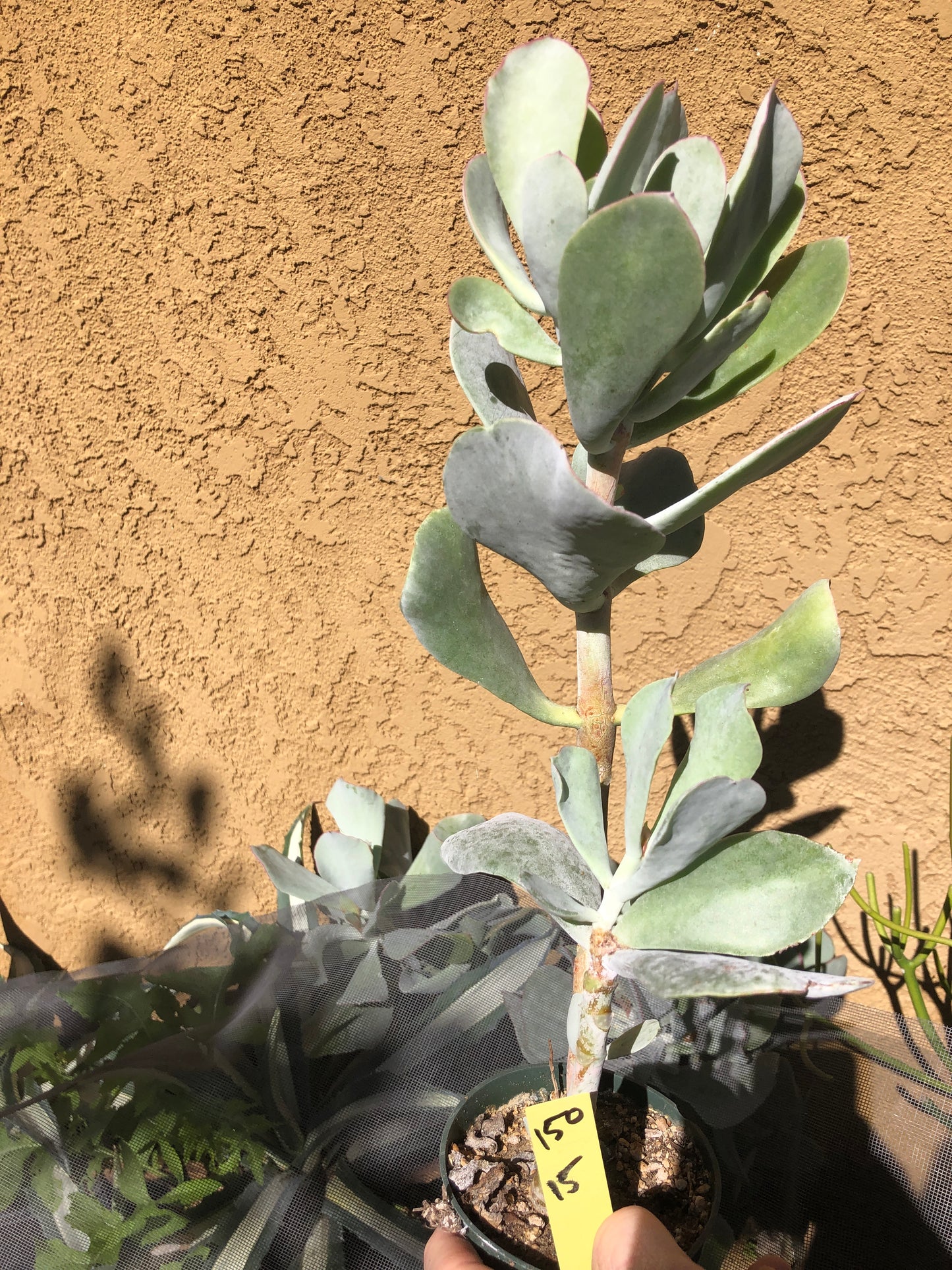 Cotyledon Silver Waves Succulent 15"Tall #150Y