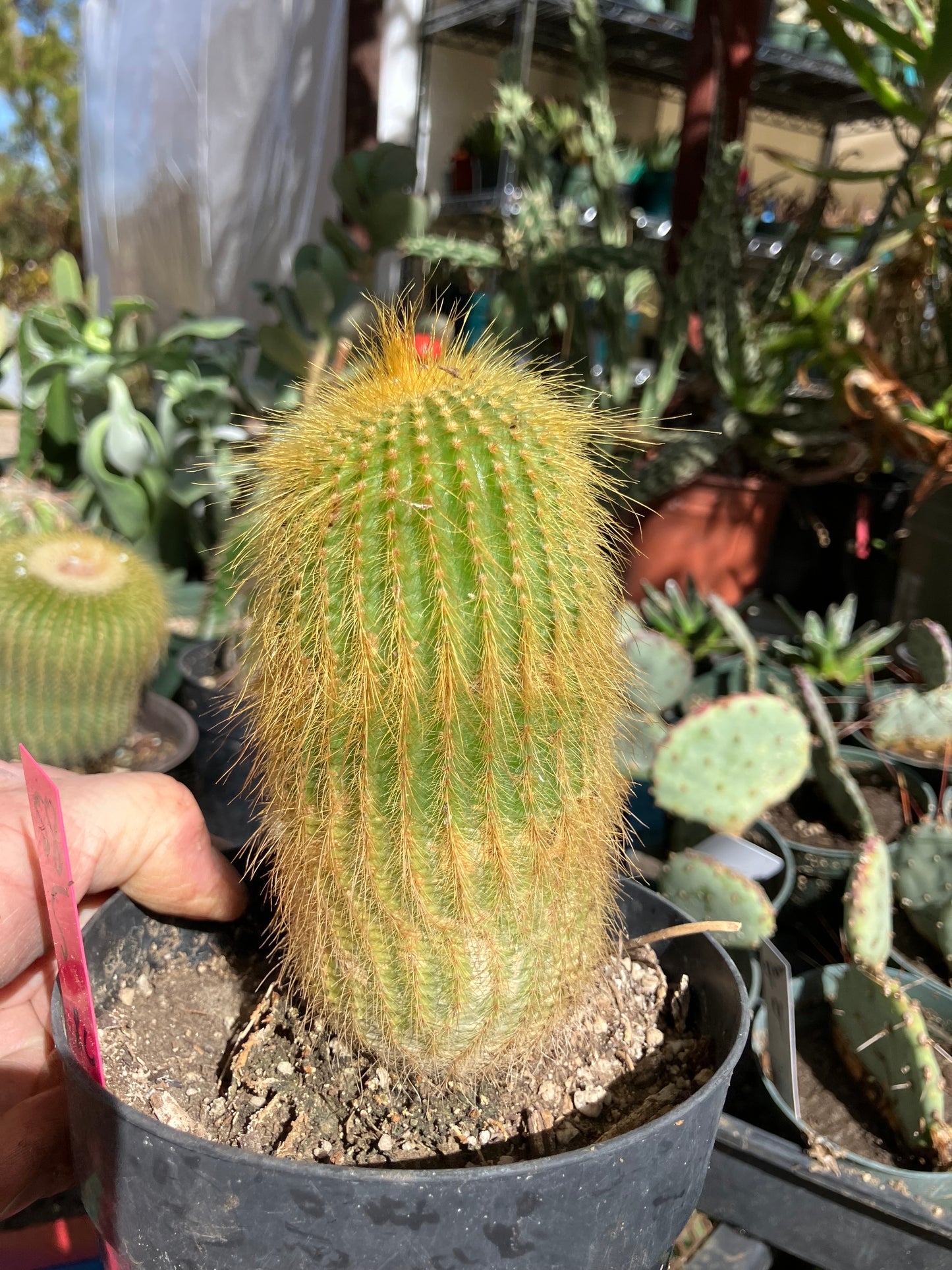 Notocactus leninghausii 5"Tall Cactus #58P