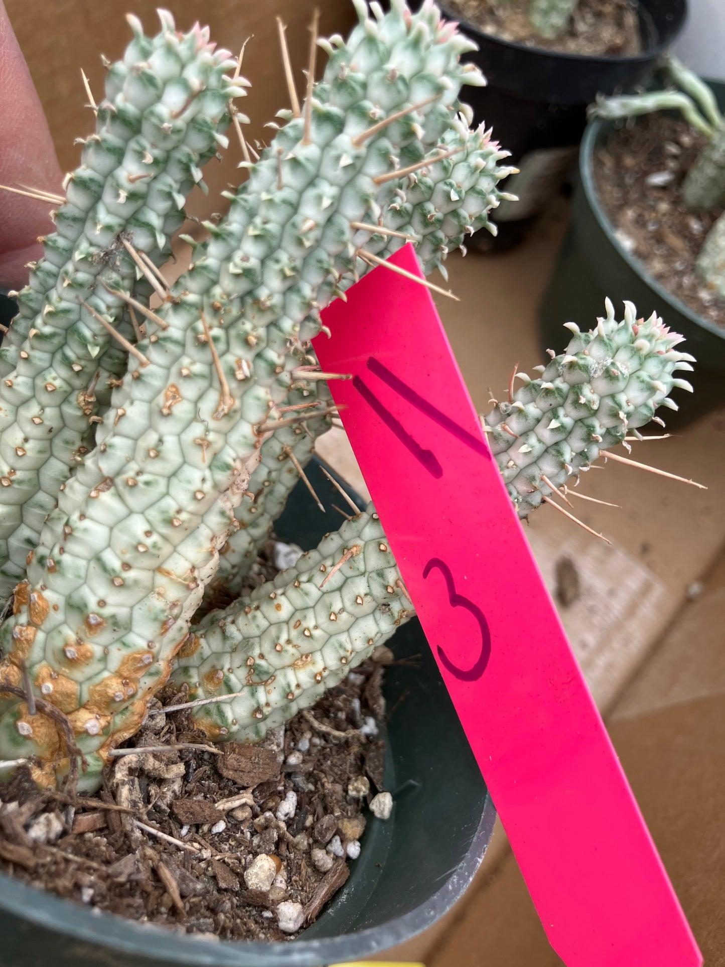 Euphorbia mammillaria variegata Corn Cob 3"Tall #11P