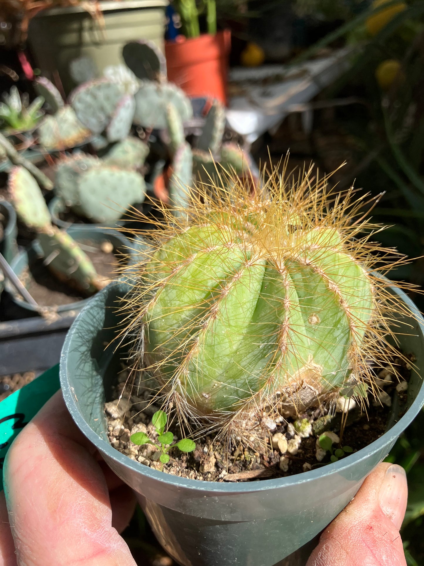 Notocactus Magnificus  Balloon Cactus Fast Grower  2.5" Wide #1G
