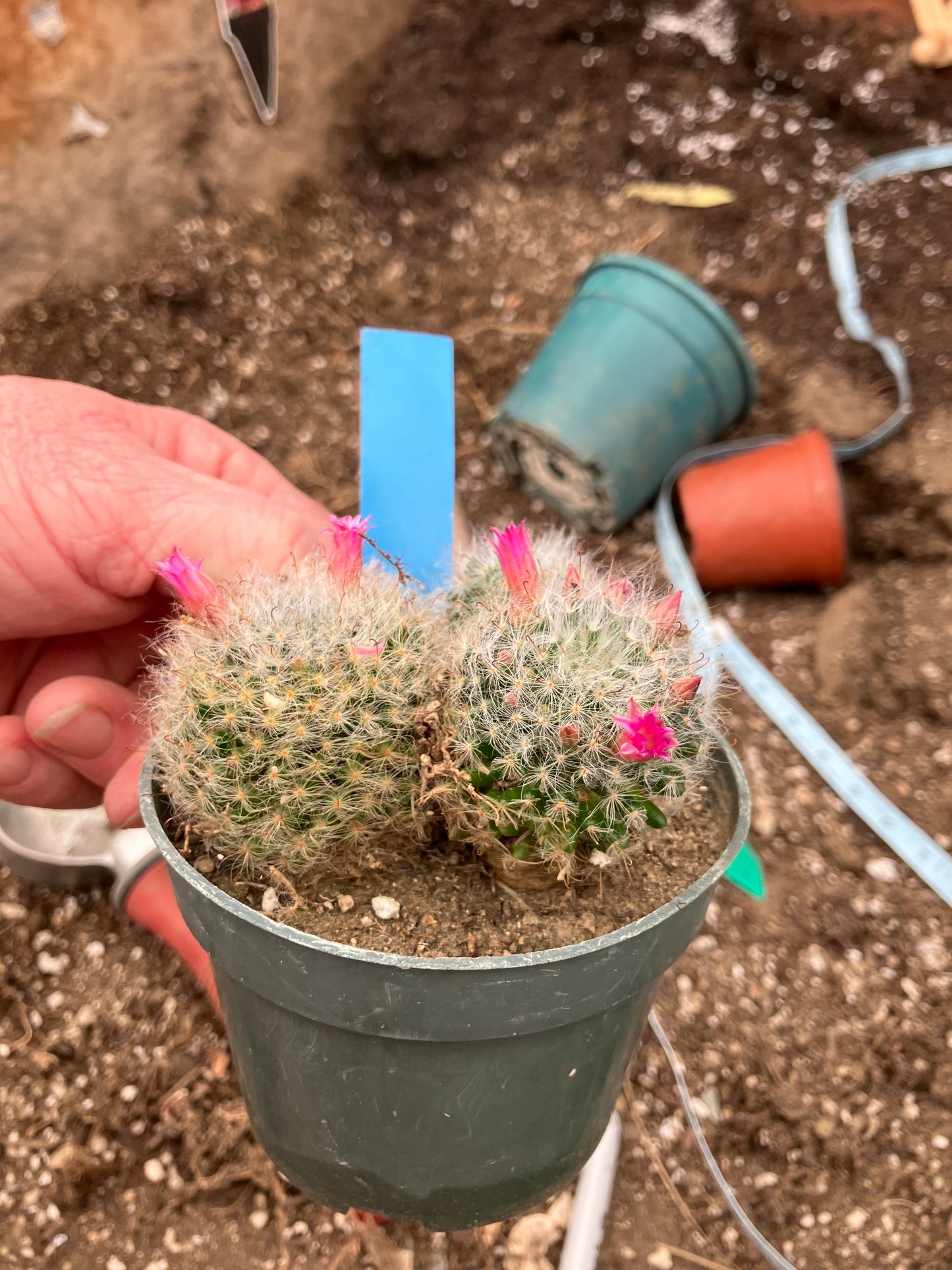 Mammillaria bocasana rosalviflora Powder Puff Cluster 4"W #31B "This Plant"