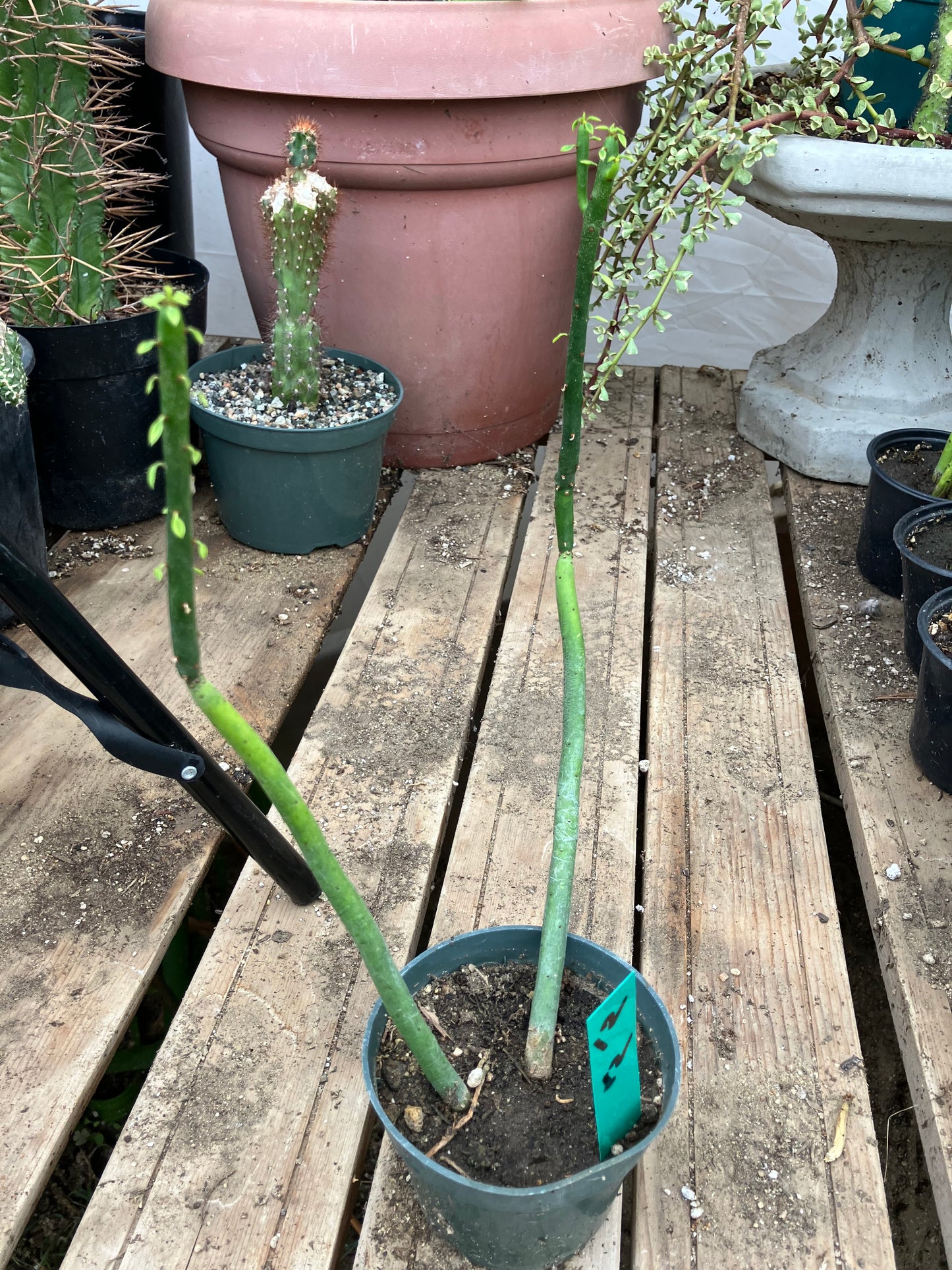 Euphorbia leucodendron Cat Tail 12" Tall #12G