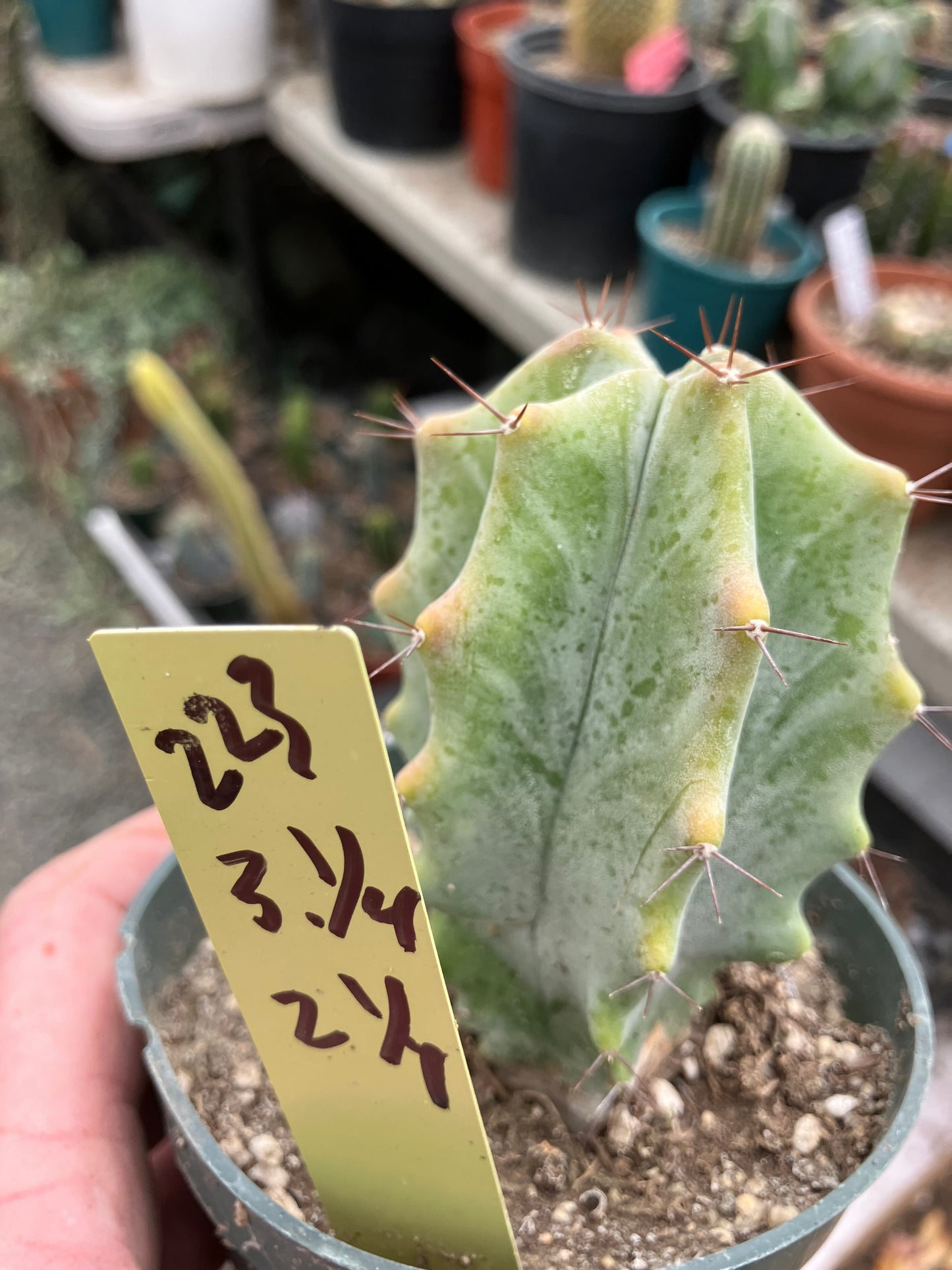 Lemaireocereus pruinosus Grey Ghost  3.25"Tall 2.25"Wide #223Y