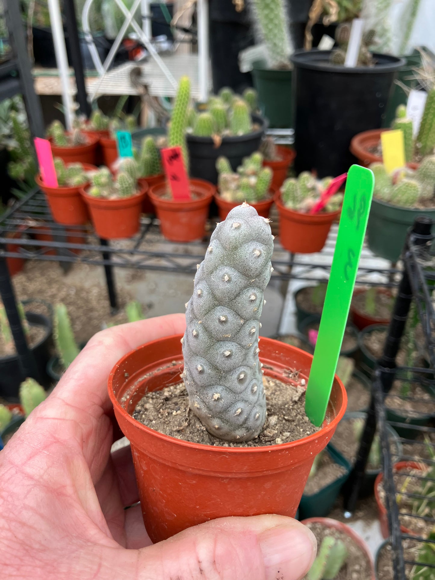 Pine Cone Cactus Tephrocactus~ articulatus var. diadematus Pinecone 3"Tall #96G