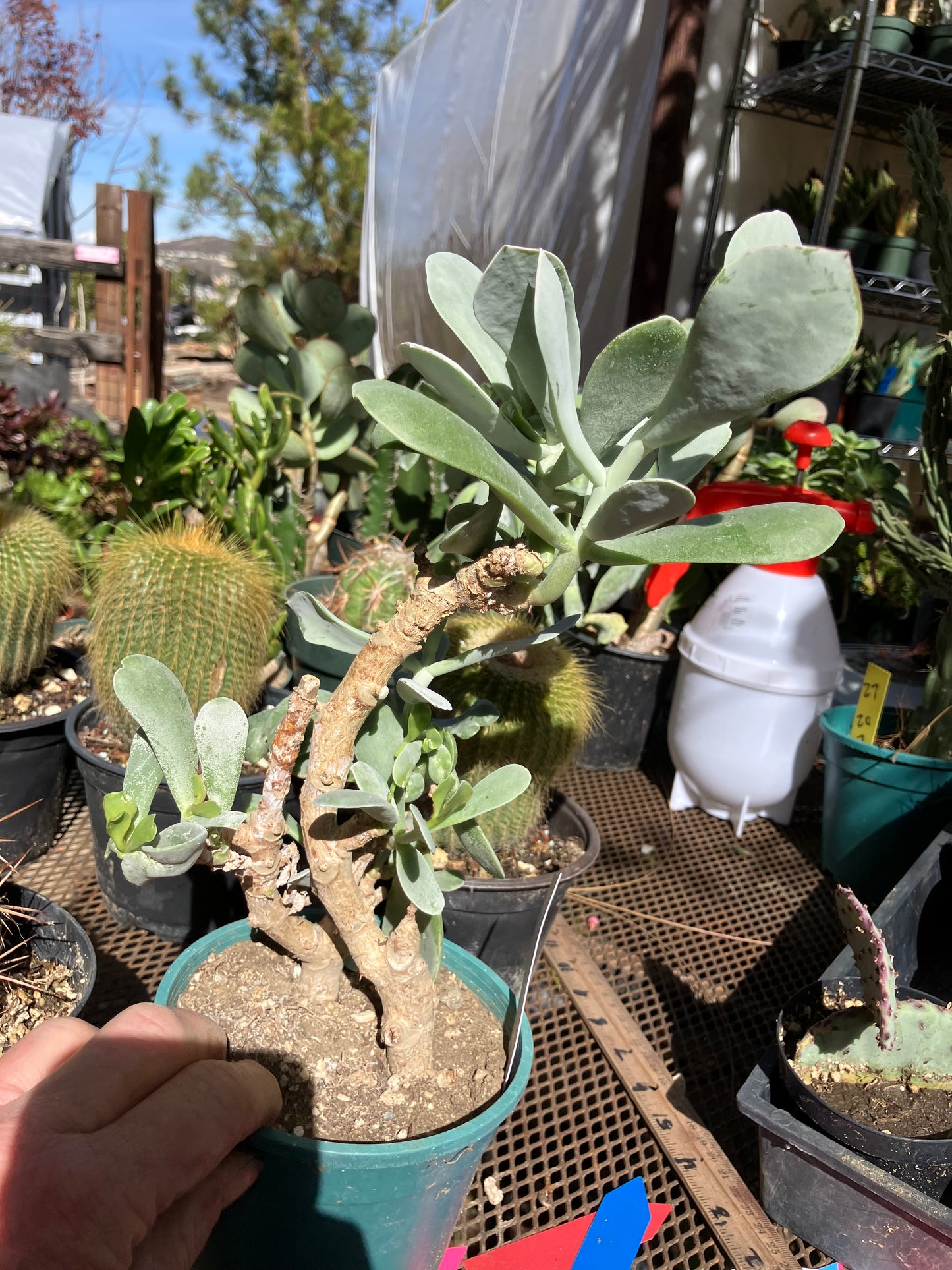Cotyledon Silver Waves Succulent 11"Tall 7" Wide #711W