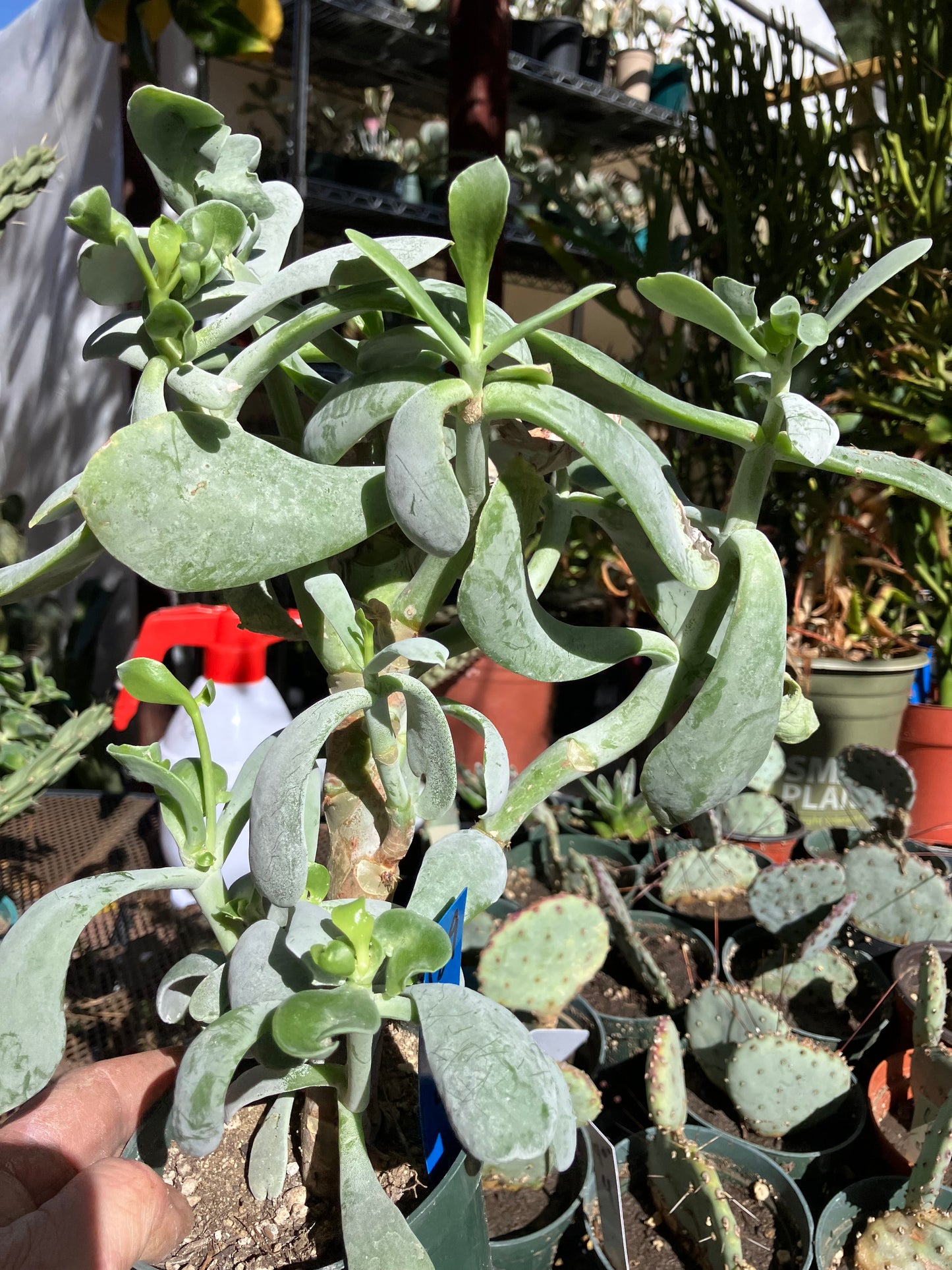 Cotyledon Silver Waves Succulent 12"Tall #129B