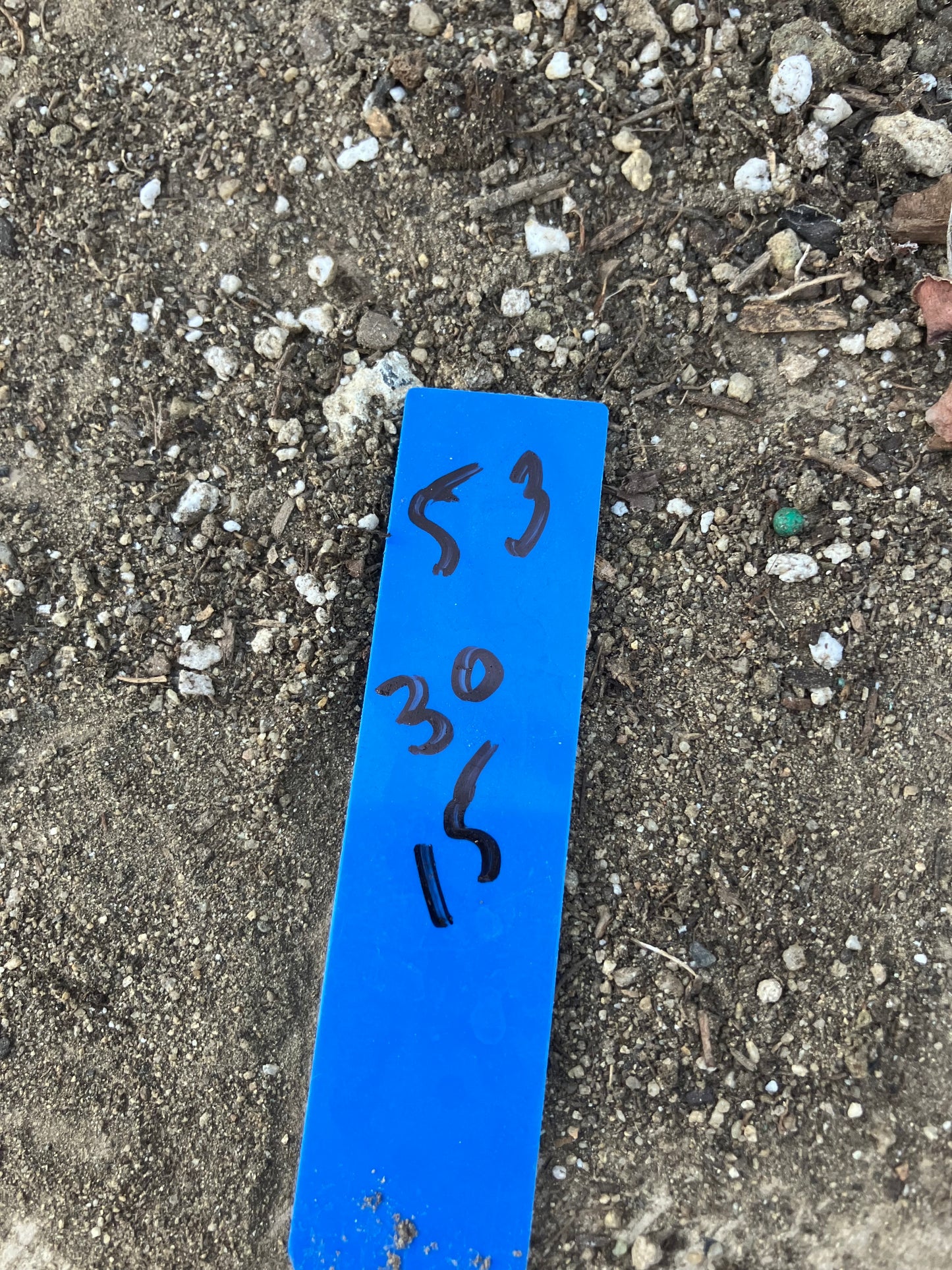 Euphorbia tirucalli Fire Stick 30"Tall 15"Wide #53B