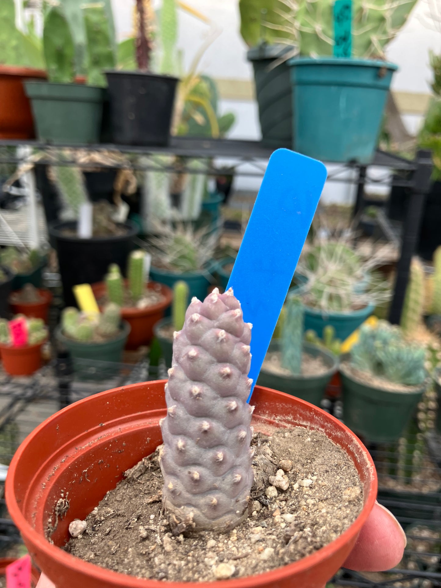 Pine Cone Cactus Tephrocactus~ articulatus var. diadematus Pinecone 2"Tall #10B