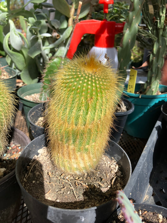 Notocactus leninghausii 5"Tall Cactus #58P