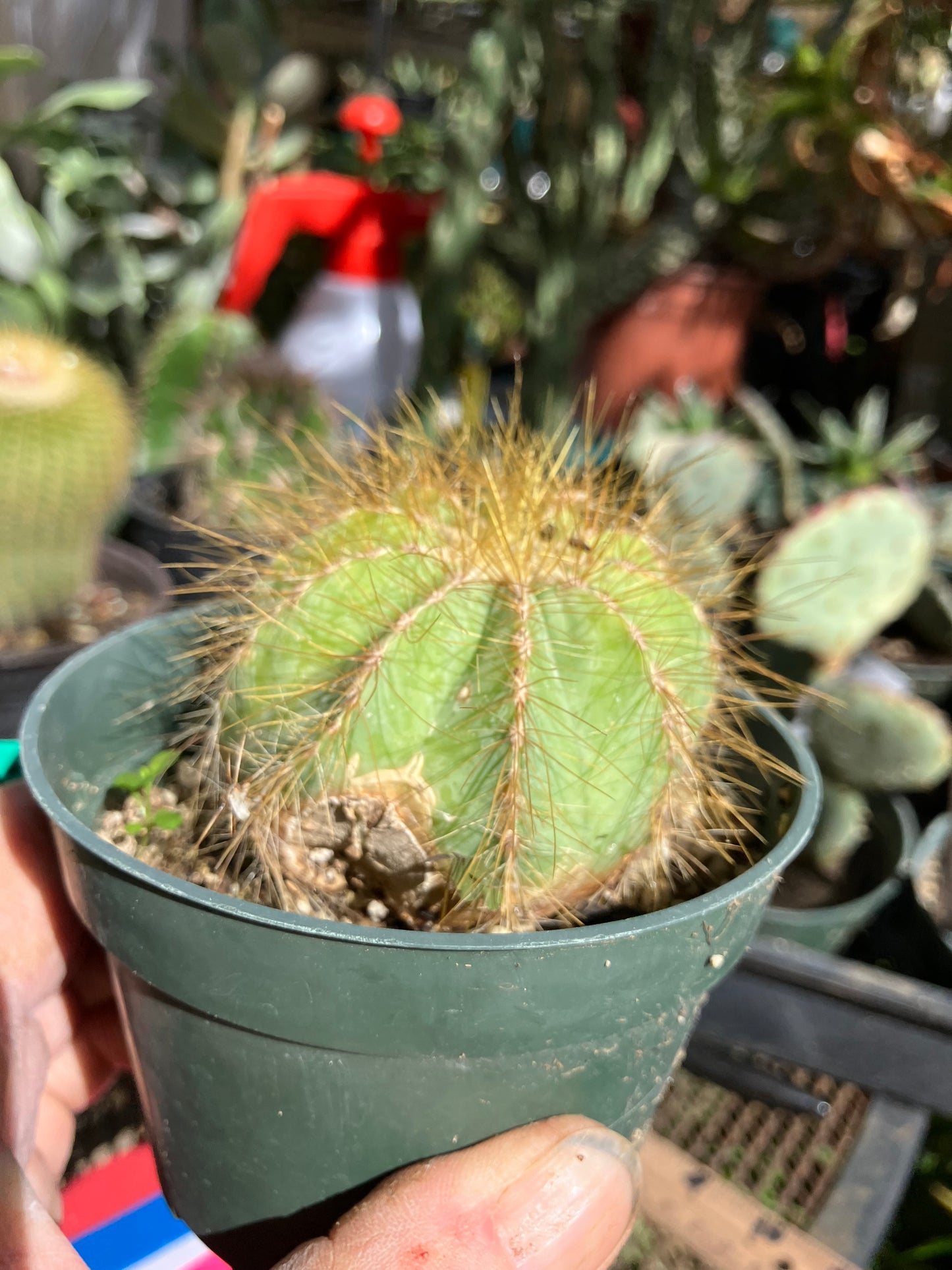Notocactus Magnificus  Balloon Cactus Fast Grower  2.5" Wide #1G