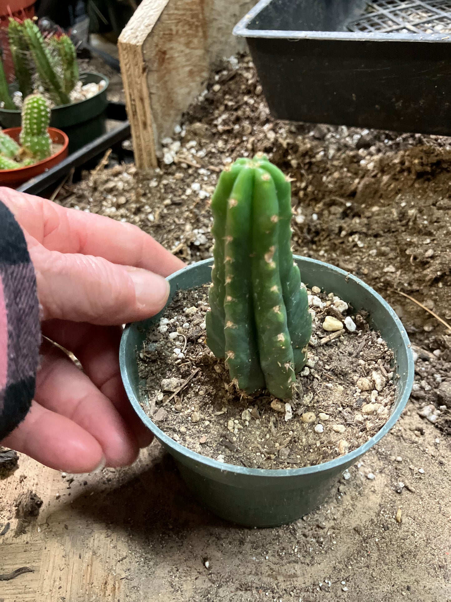 San Pedro Cactus - Trichocereus pachanoi 3.5" Tall #33W