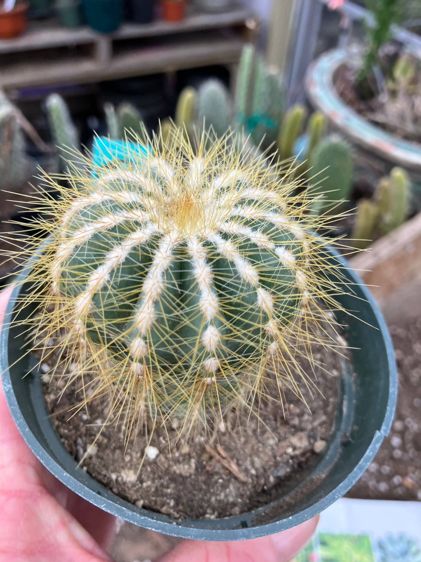 Notocactus Magnificus Balloon Cactus Fast Grower 2.5”Tall 2"Wide #50G
