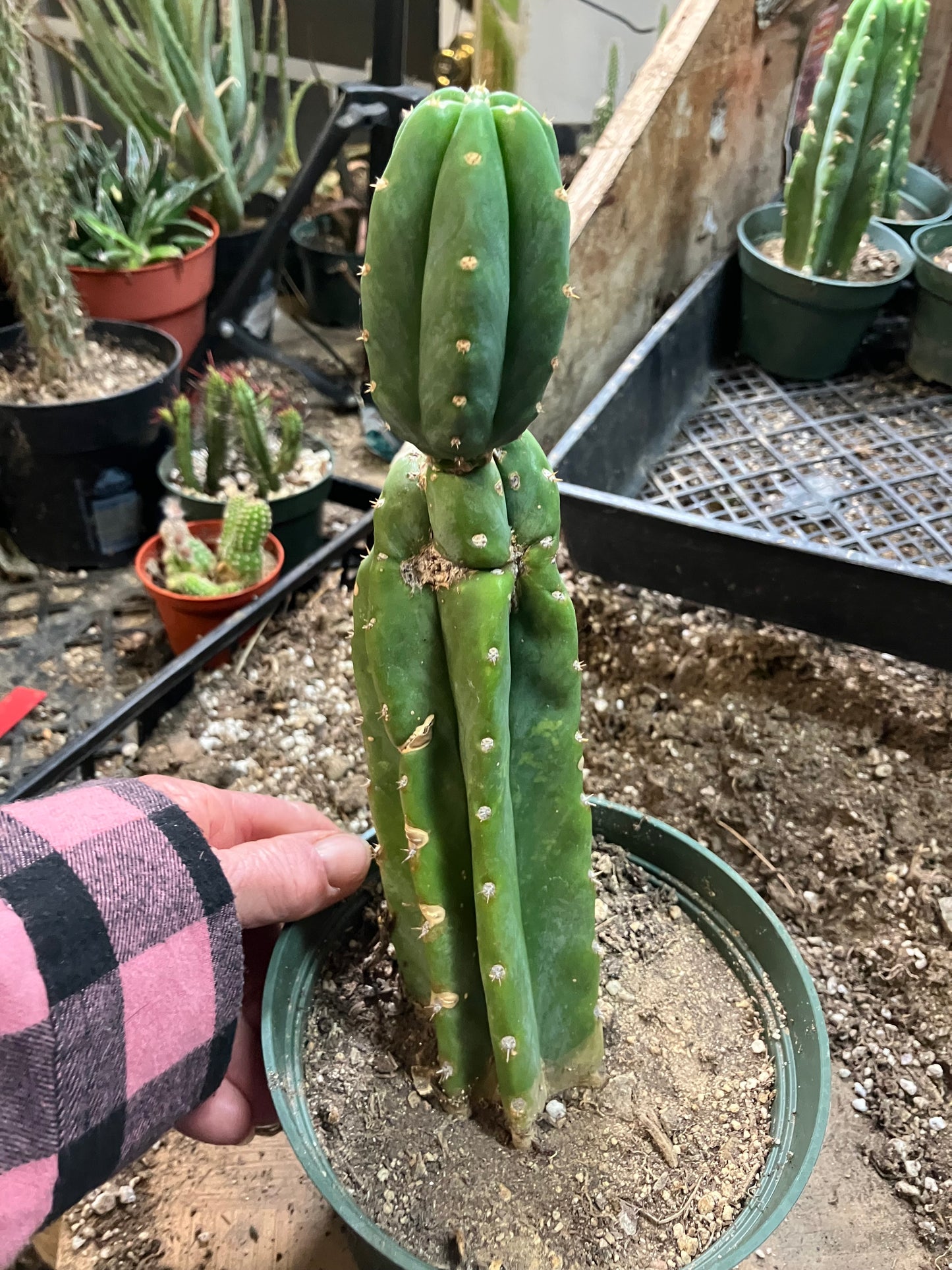 San Pedro Cactus - Trichocereus pachanoi 10"Tall #10PU