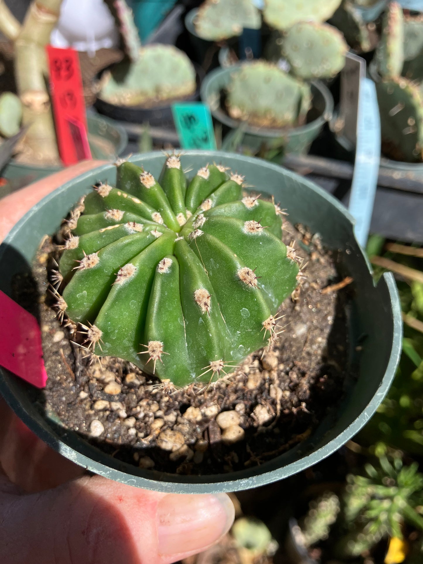 Echinopsis oxygona Salmon Easter Lily 7.5"Circumference #1P