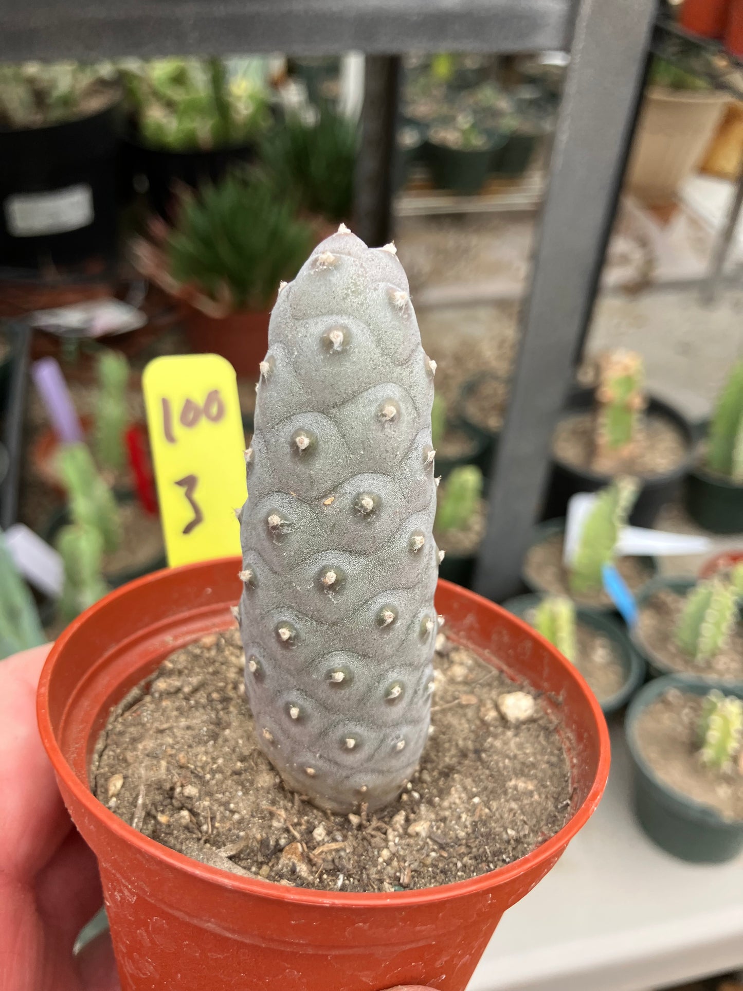 Pine Cone Cactus Tephrocactus~ articulatus var. diadematus Pinecone 3"Tall #100Y