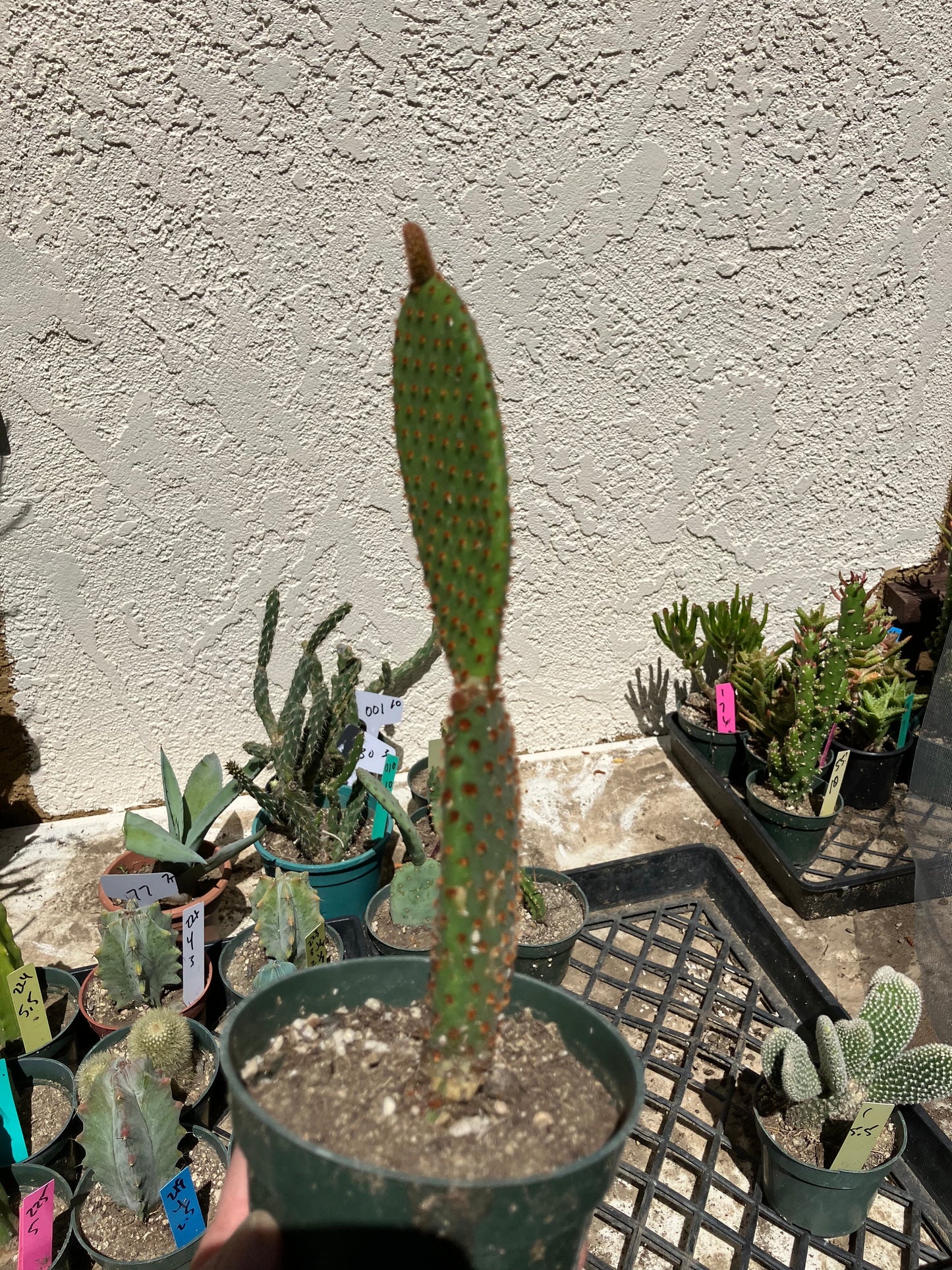 Opuntia microdasys Cinnamon Bunny Ears 8.5"Tall #216B